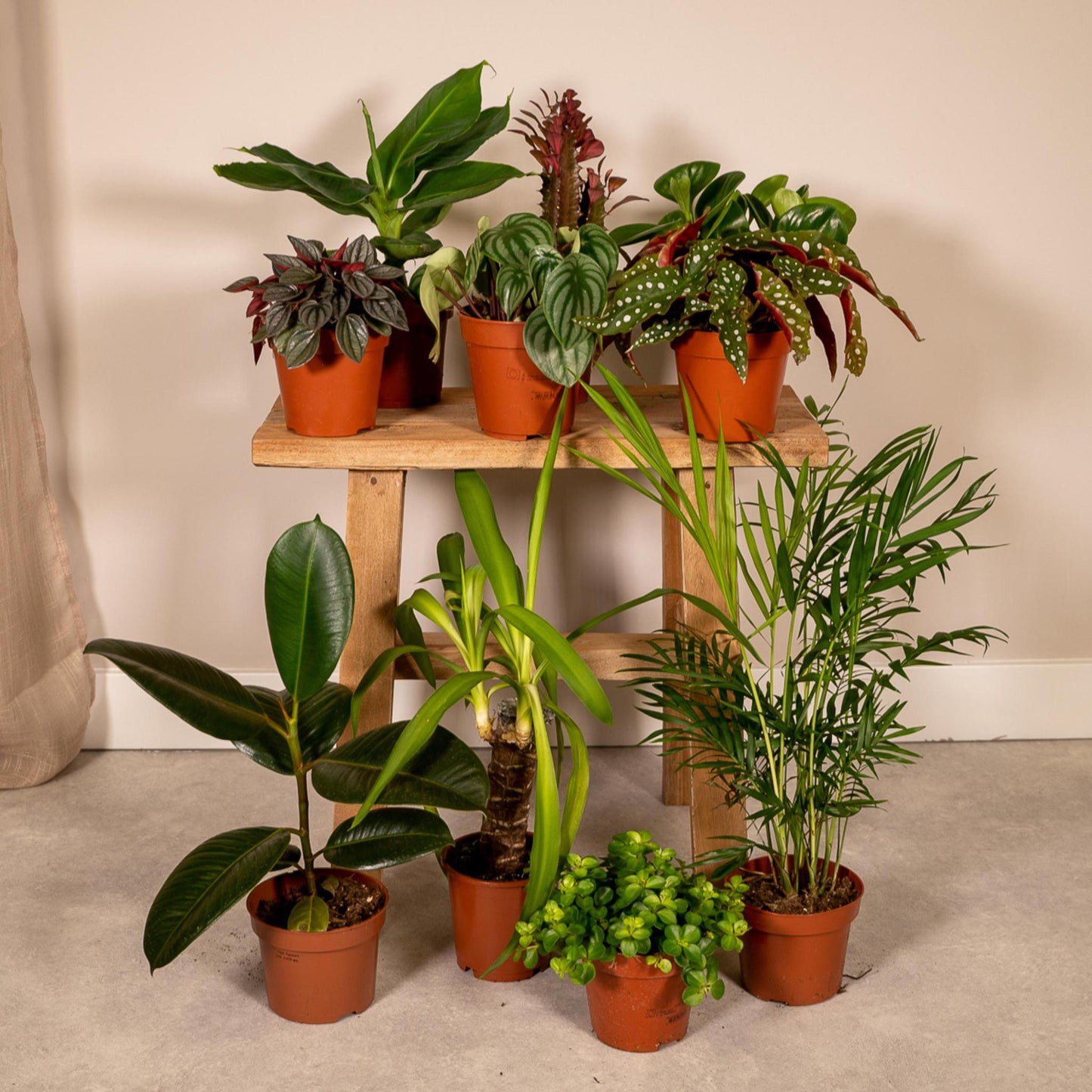 verschiedenen Zimmerpflanzen 15-25 cm - Ø10-12 cm (10x)