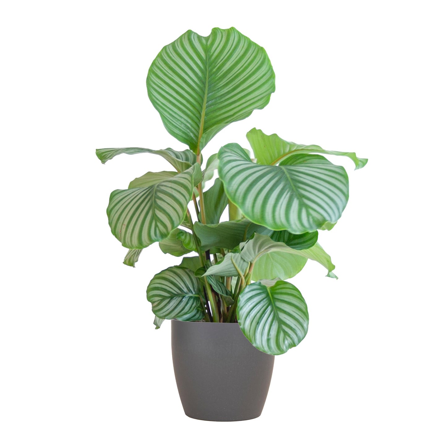 Calathea Orbifolia mit Topf grau - 65cm - Ø21