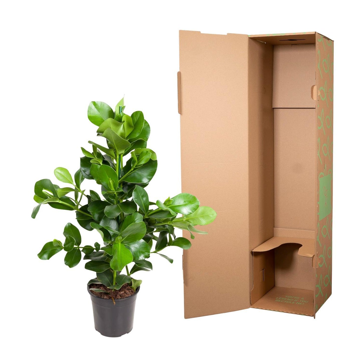Clusia Rosea - 100 cm - Ø24 cm