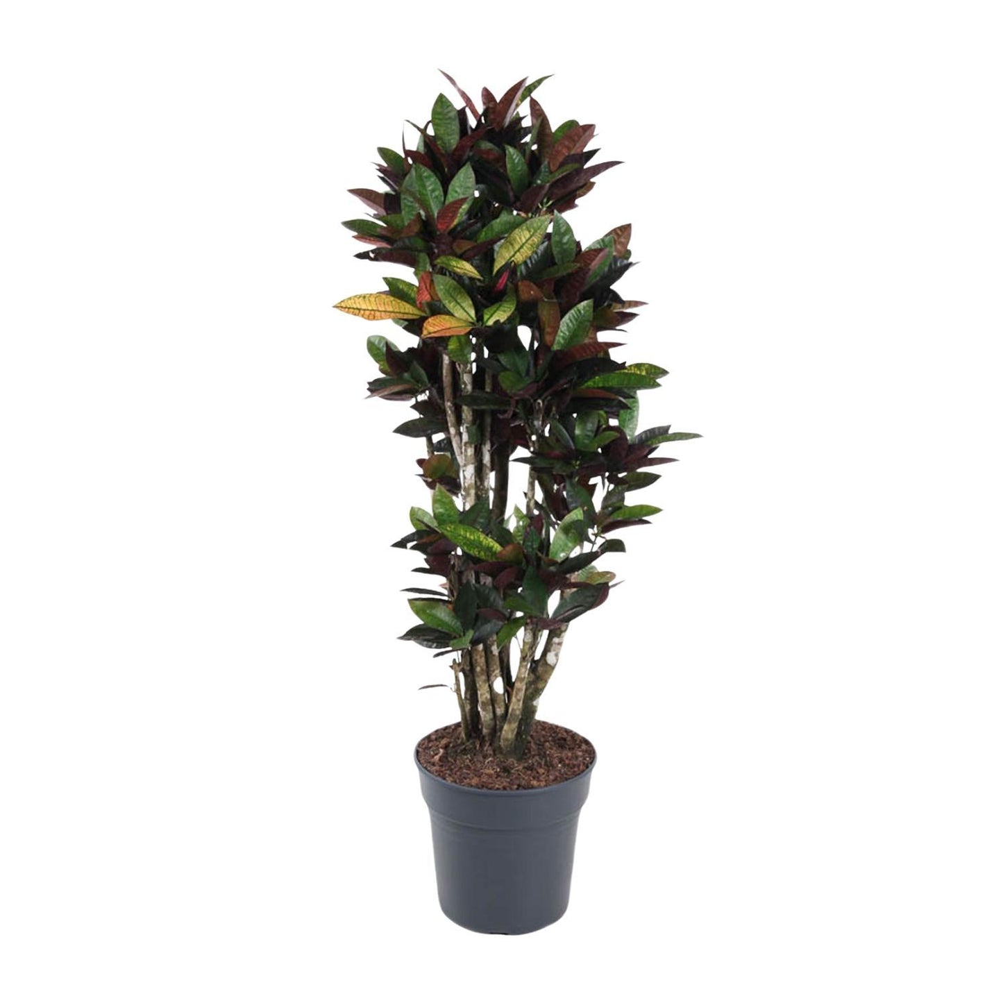 Codiaeum Mrc Iceton verzweigt - 140 cm - ø31