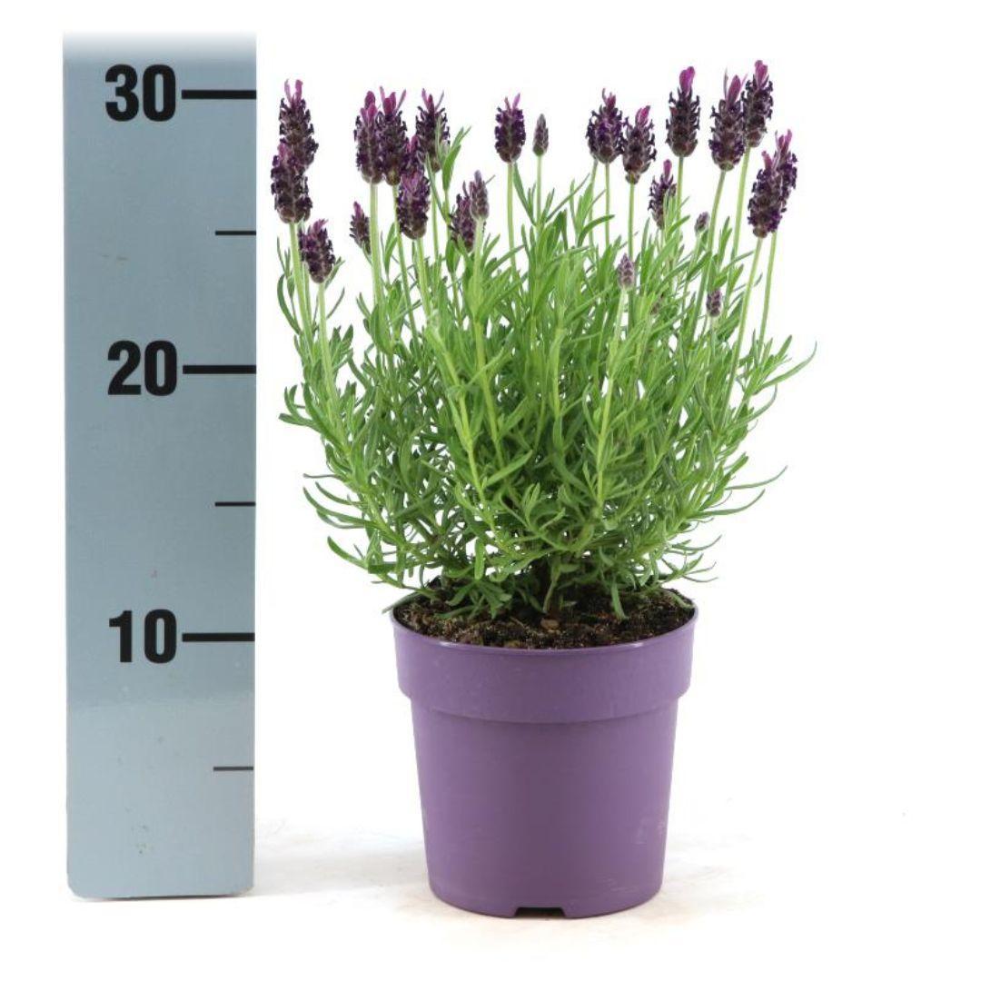 Lavendel stoechas Anouk® – Set von 6 Pflanzen im 12 cm Topf (Schopflavendel)