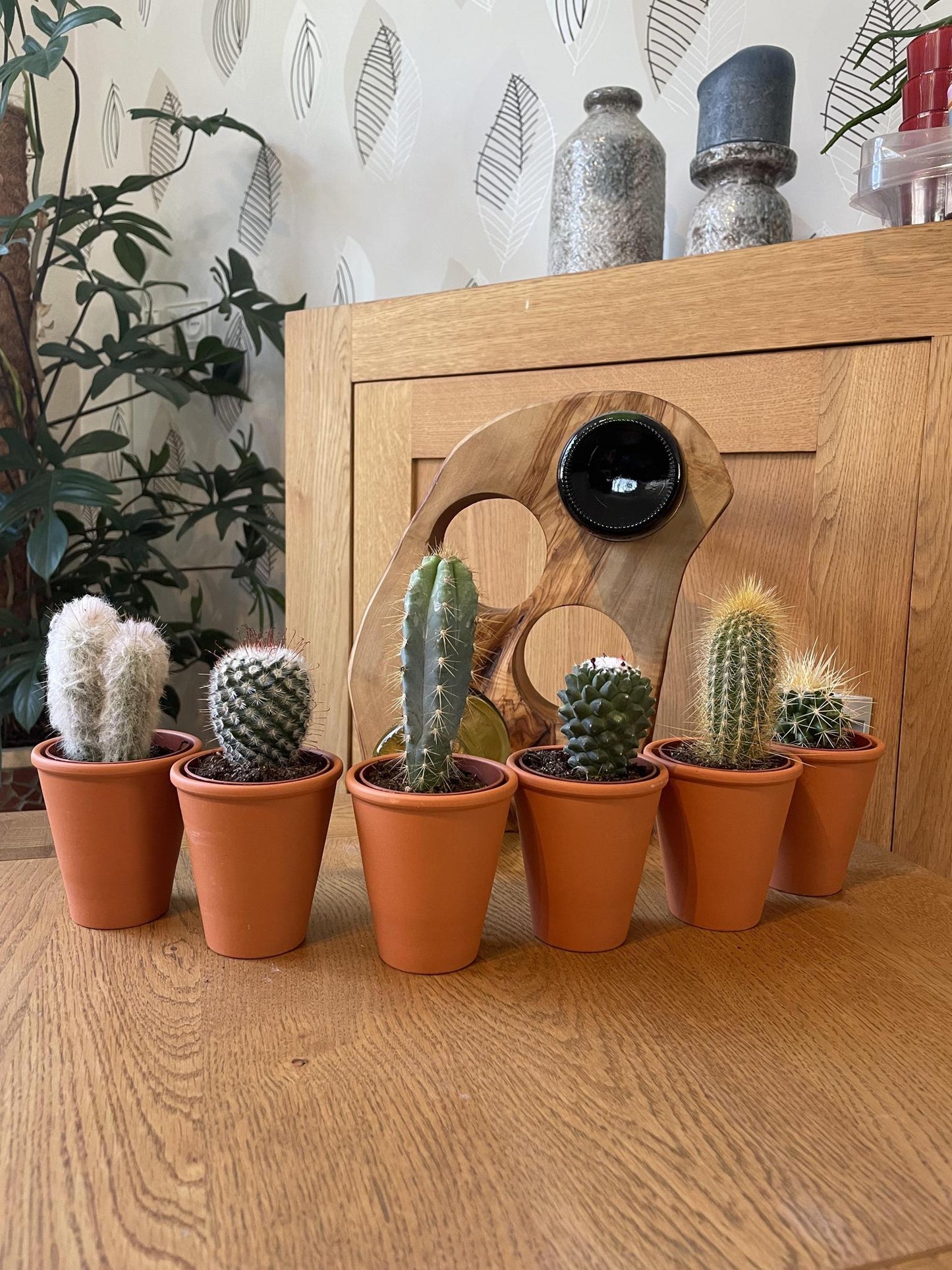 Kaktus Mix - 6.5cmØ - 8-15cm Groß- (6 Stück) - Terracotta - Ø7.5 cm