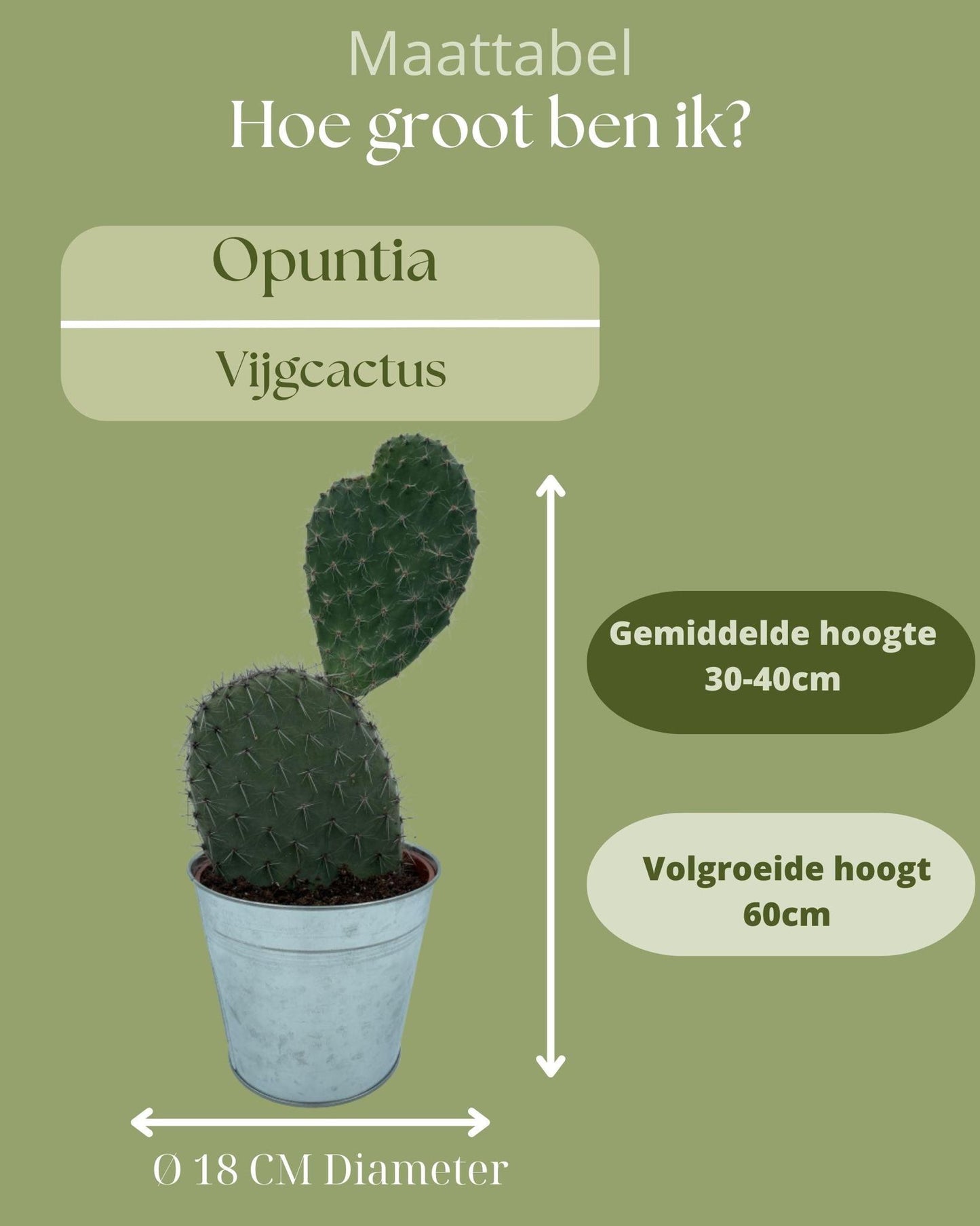 Kaktus - Opuntia Kaktusfeigenkaktus - 17cmØ- 30-40cm hoch - Zink - Ø18 cm