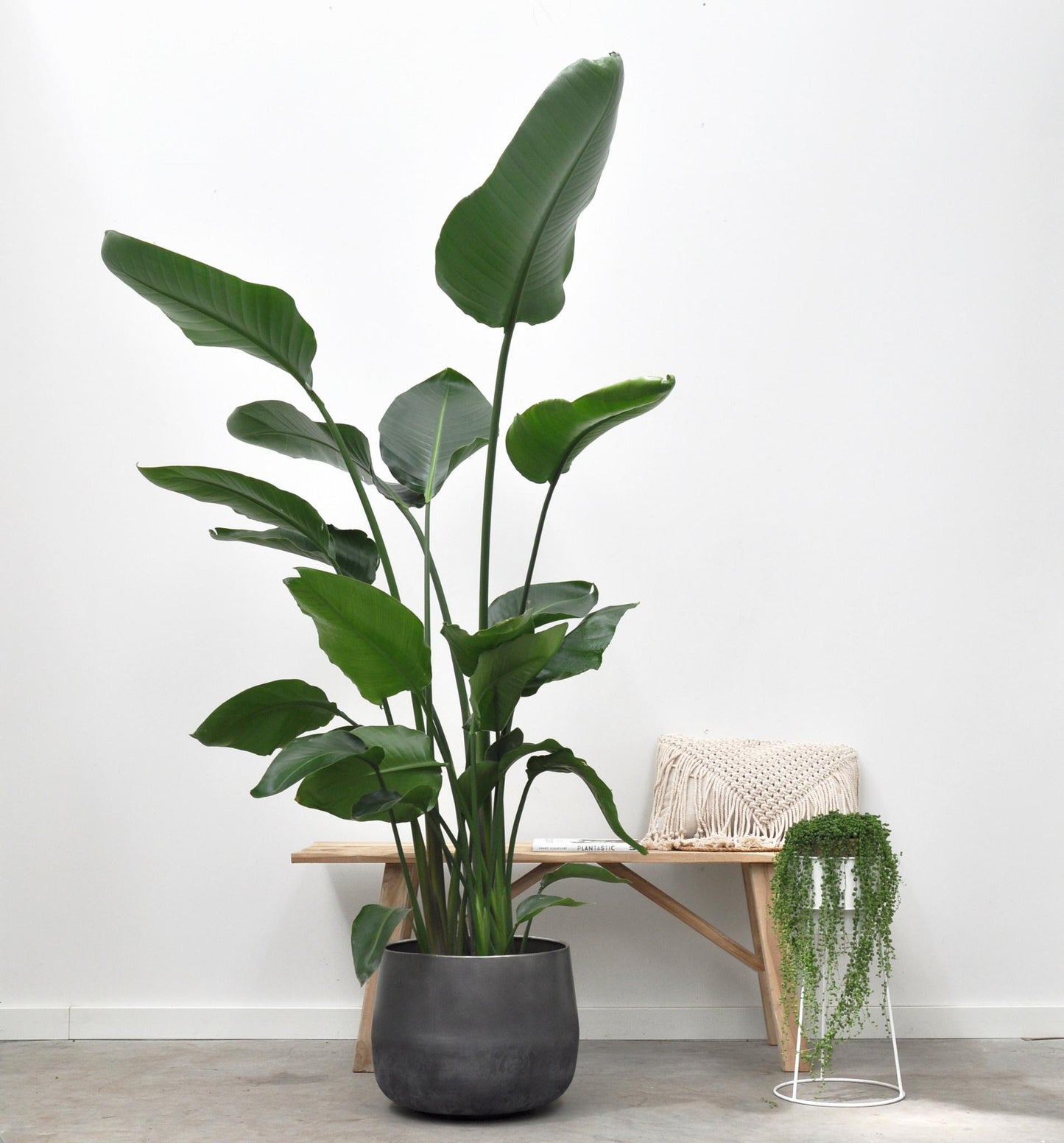 Strelitzia Nicolai - 200cm - ø27