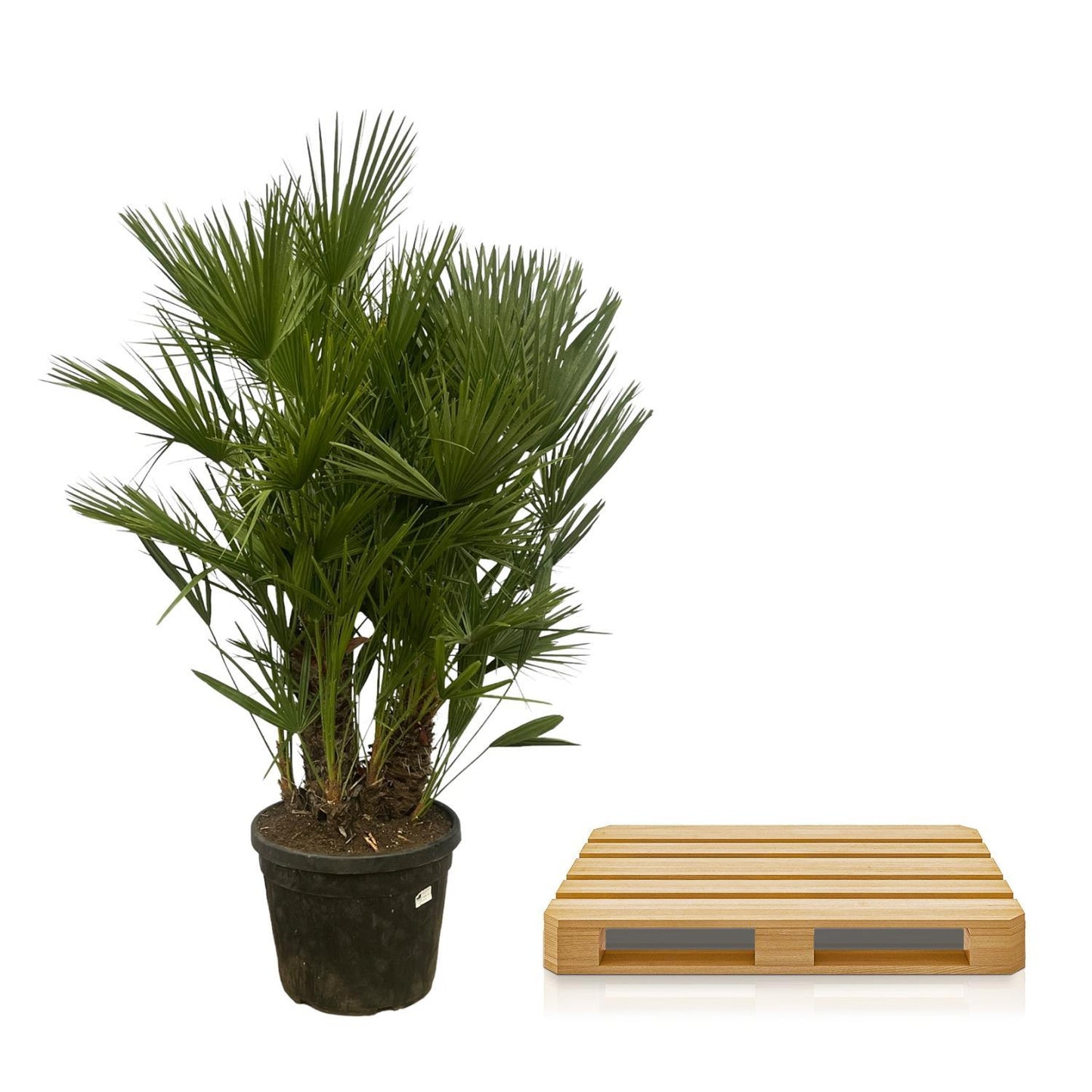 Chamaerops Humilis multi stamm - 180 cm - Ø45cm