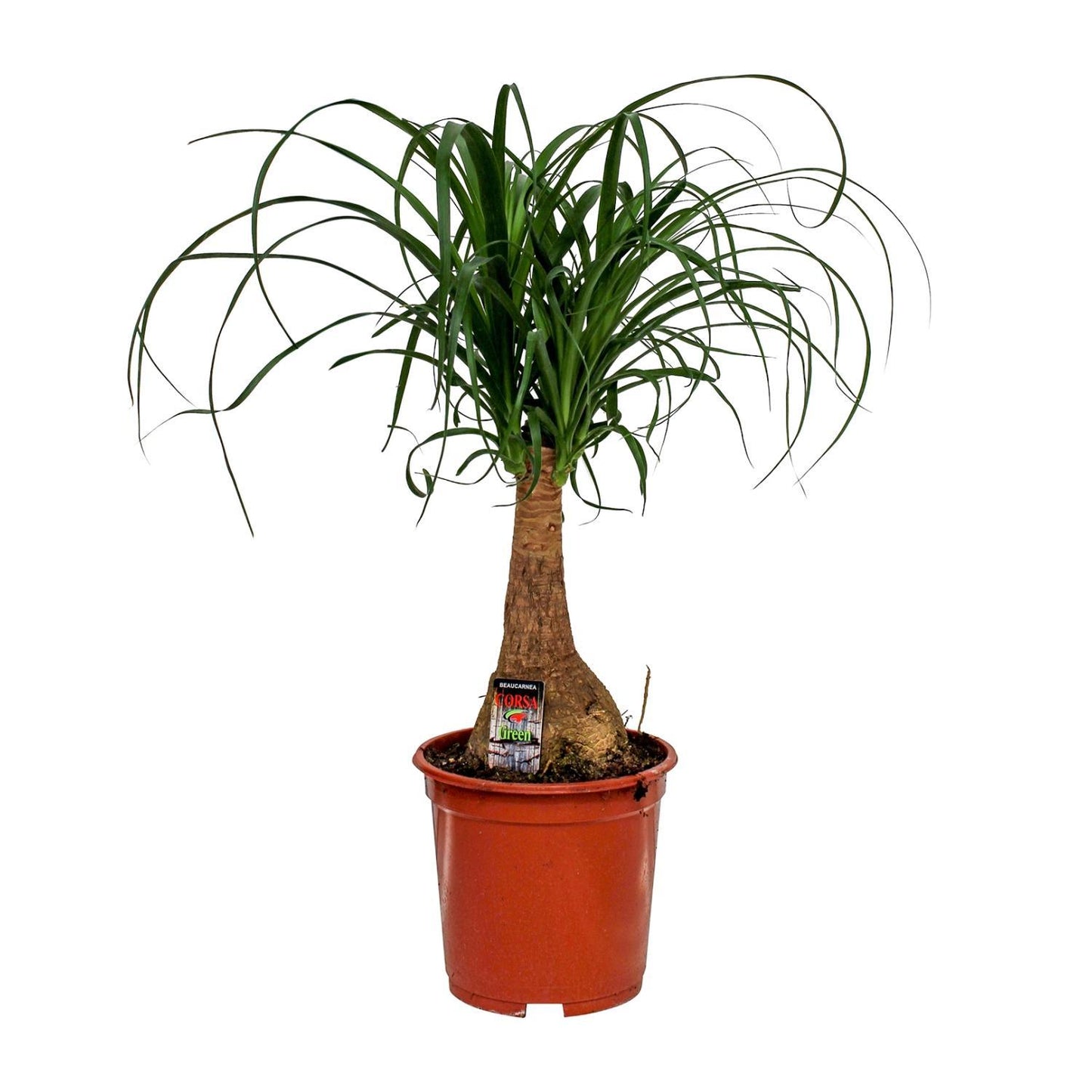 Beaucarnea Nolina - 55cm - 19cm - Eleganter Elefantenfuß für Ihr Zuhause