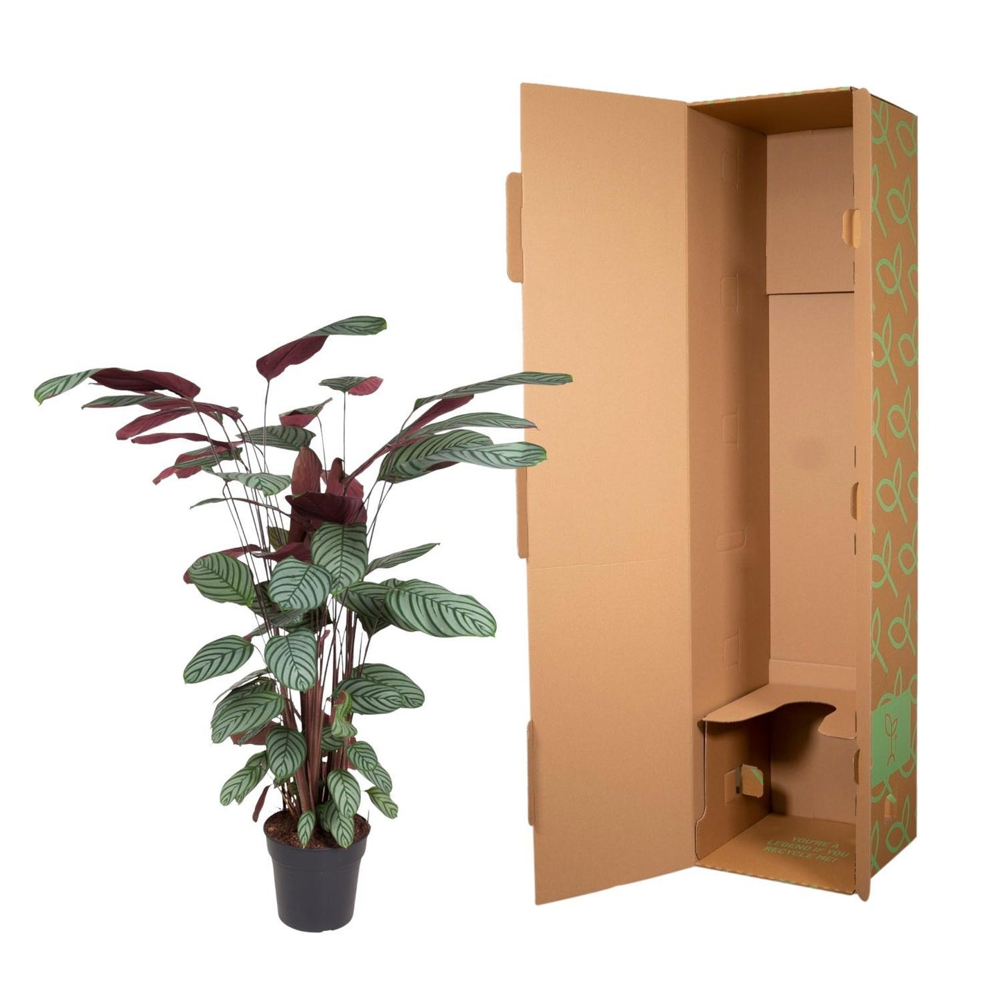 Calathea Oppenheimiana - 140 cm - Ø27 cm