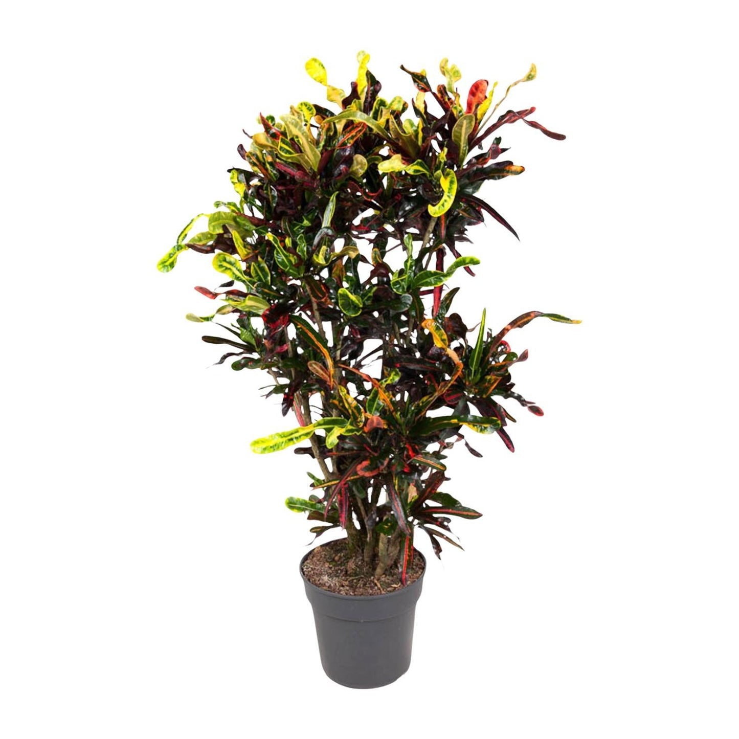 Codiaeum Mammi verzweigt - 120 cm - ø31
