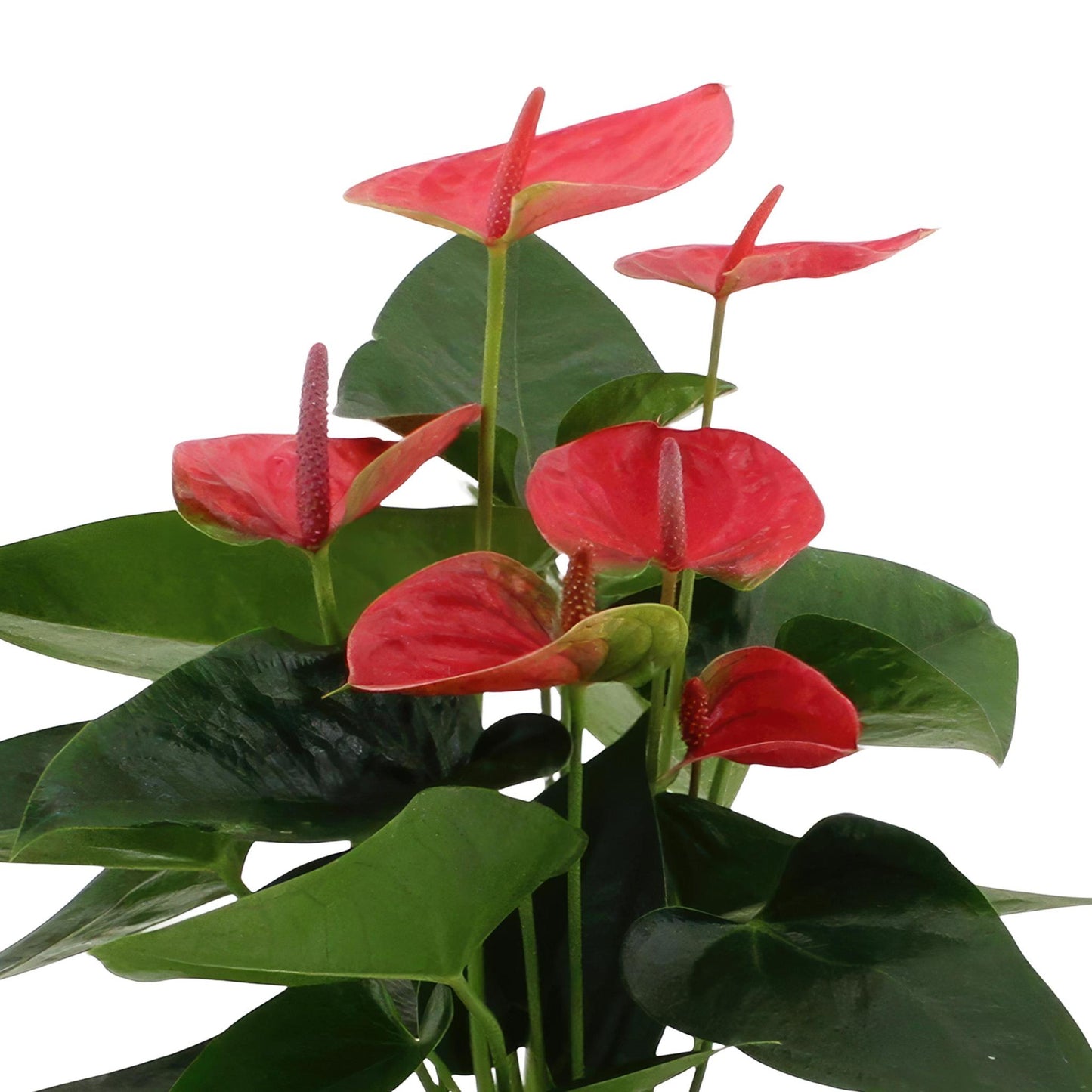Anthurium Andreanum Sweet Dream inkl. PURE Korb- 45cm - Ø12