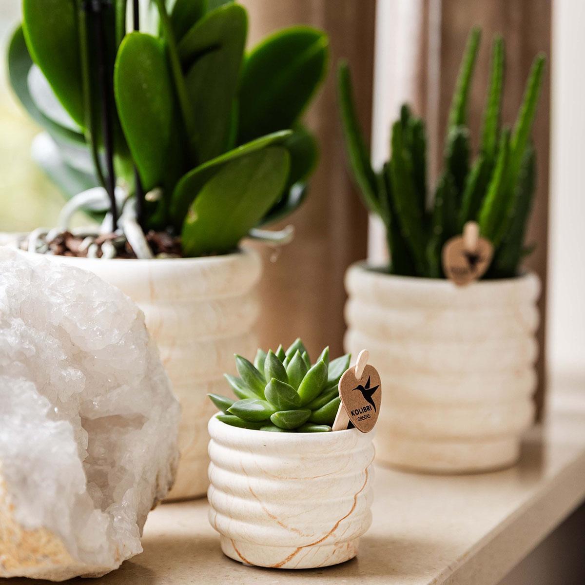 Kolibri Company | Pflanzenset Slow Living Small | Weiße Phalaenopsis Orchidee Lausanne und Sukkulente inkl. Keramik-Zierpflanztöpfe auf weißem organischen Tablett