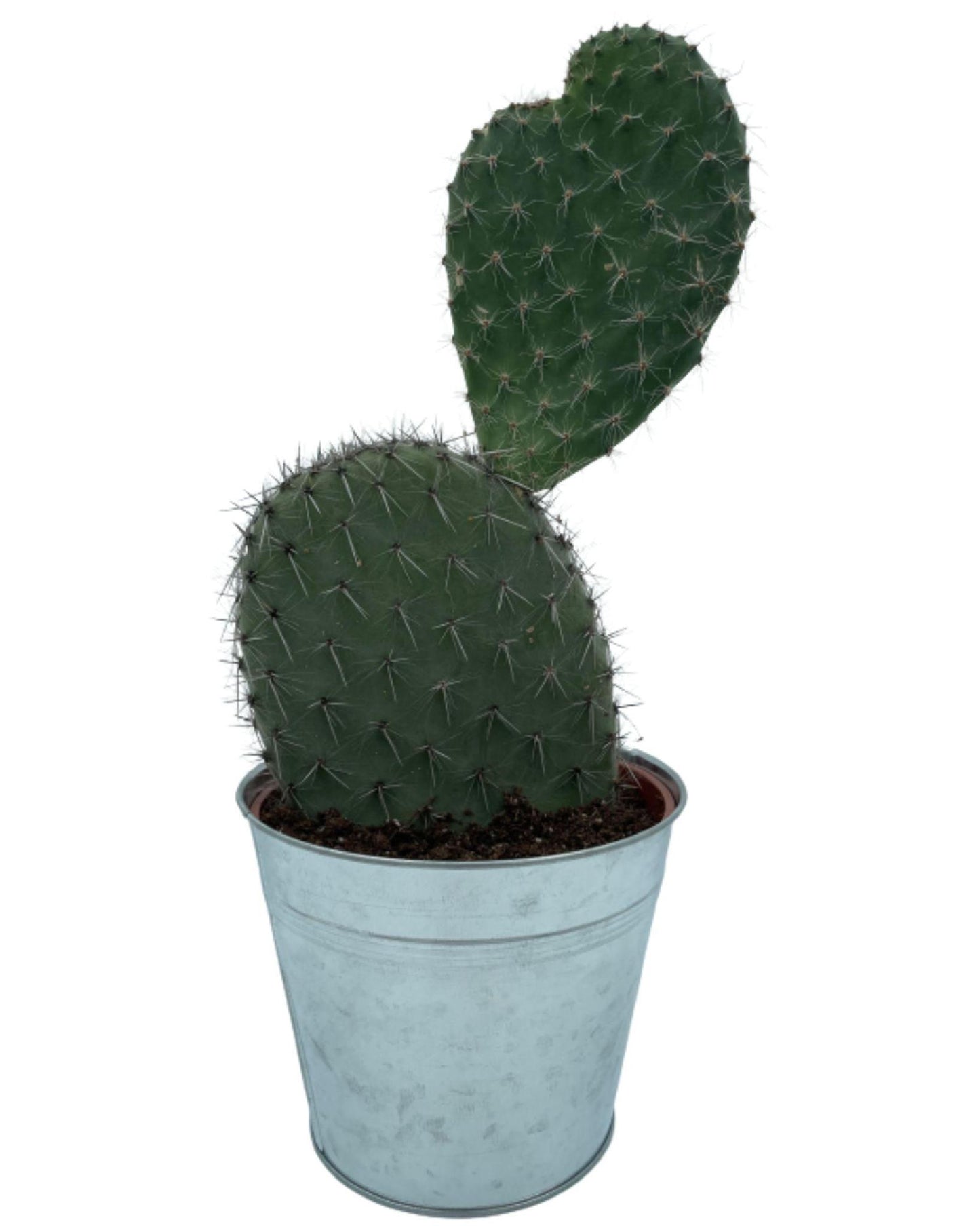 Kaktus - Opuntia Kaktusfeigenkaktus - 17cmØ- 30-40cm hoch - Zink - Ø18 cm