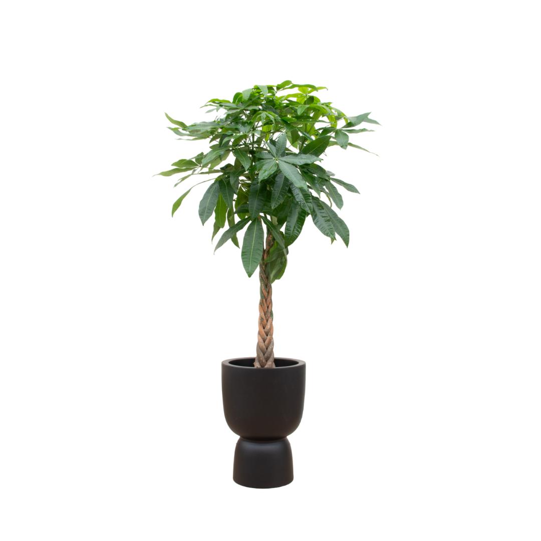 Pachira Aquatica + Topf Schwarz Ø41 - 210 cm