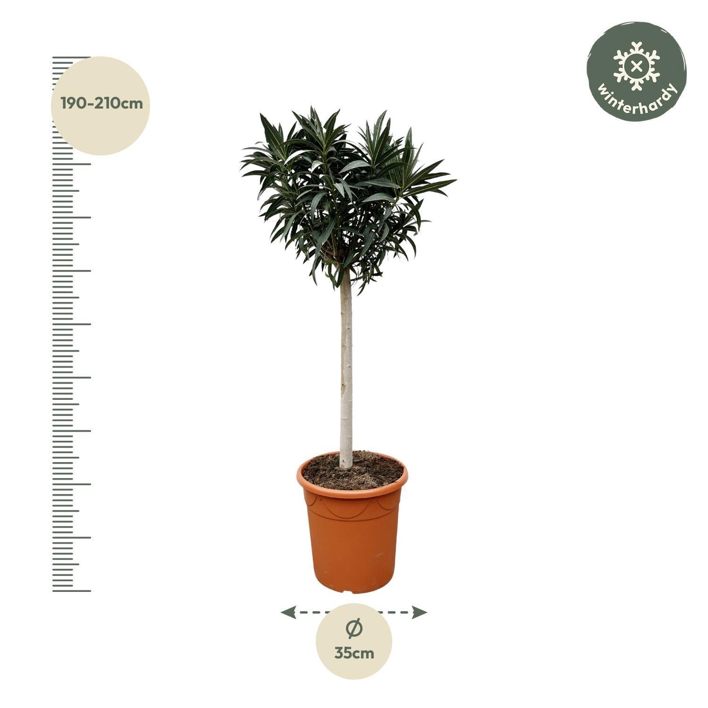 Nerium Oleander auf Stiel mit rosa Blüte - 200cm- Ø35