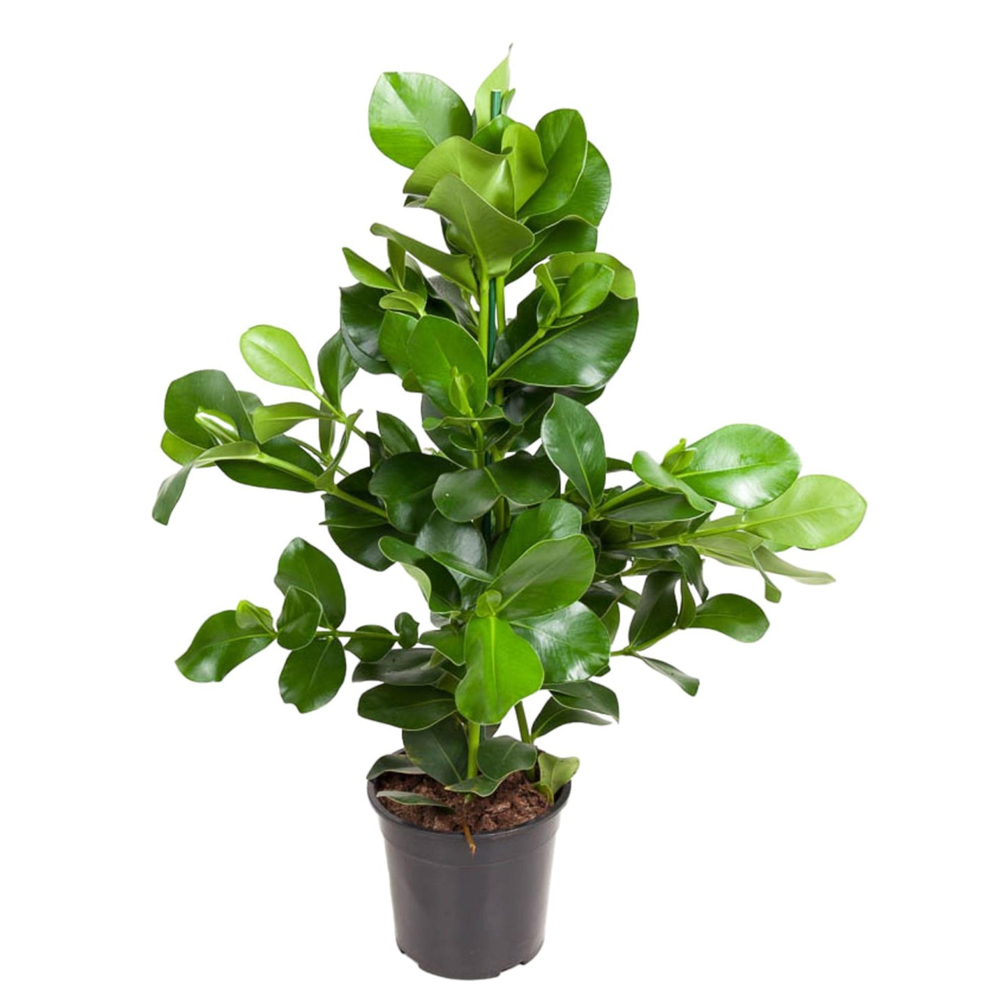 Clusia Rosea - 100 cm - Ø24 cm