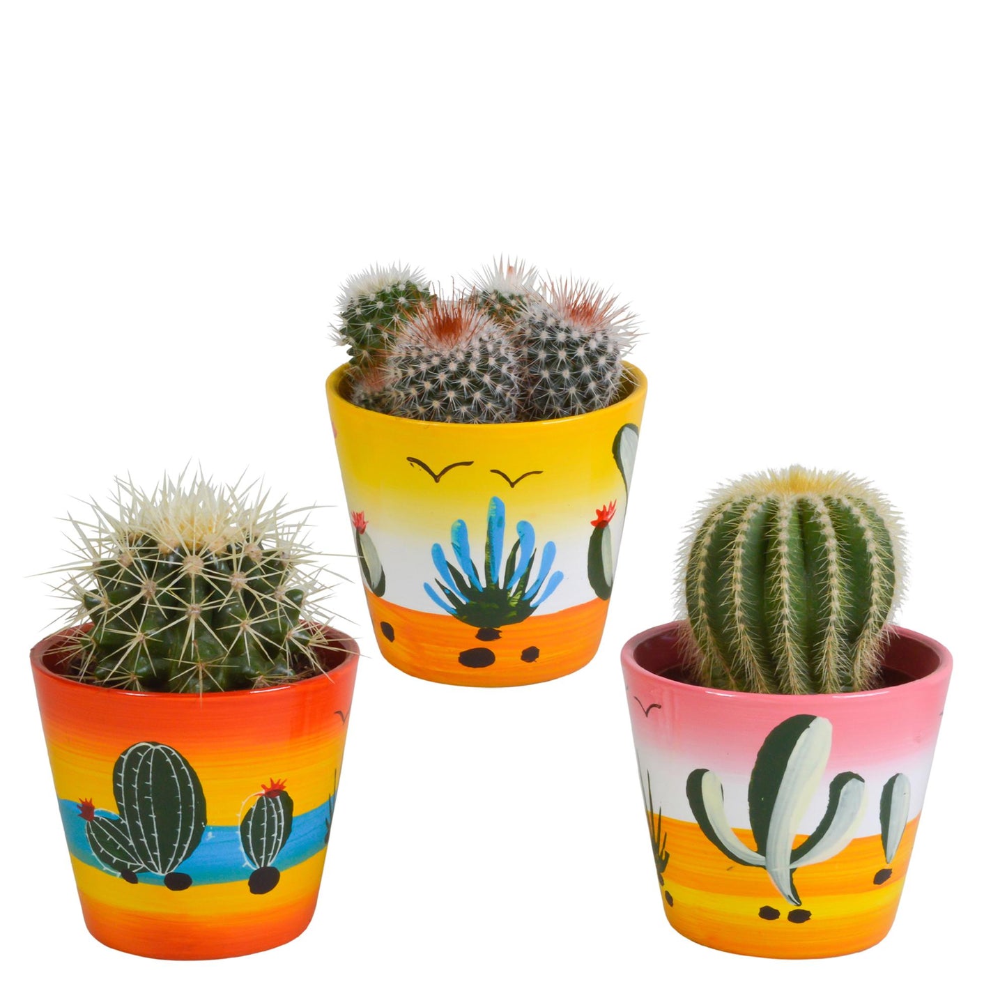 Kugelkakteen - Mischung - 8,5 cm - im Mexikanischen Topf - 3er Set
