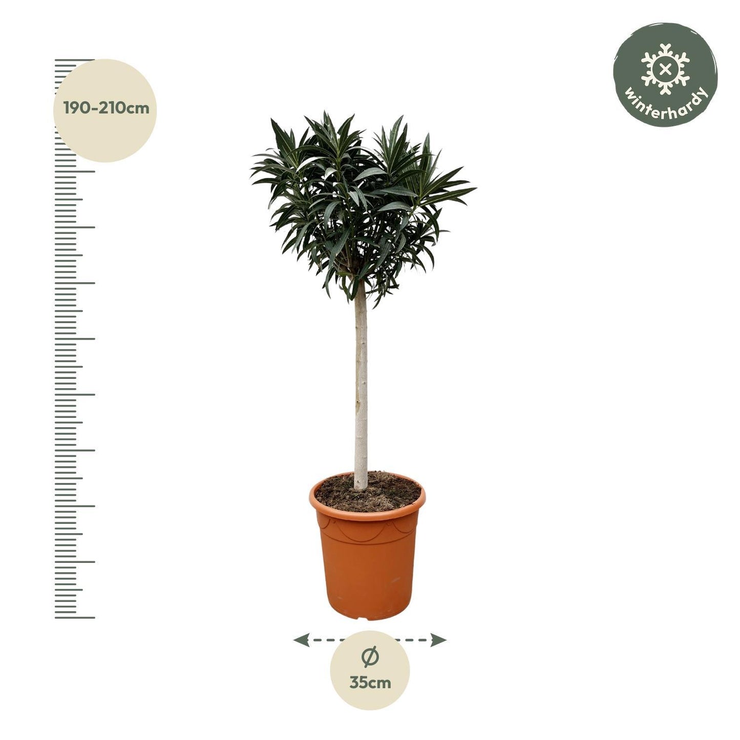 Nerium Oleander auf Stiel mit roter Blüte - 200cm- Ø35