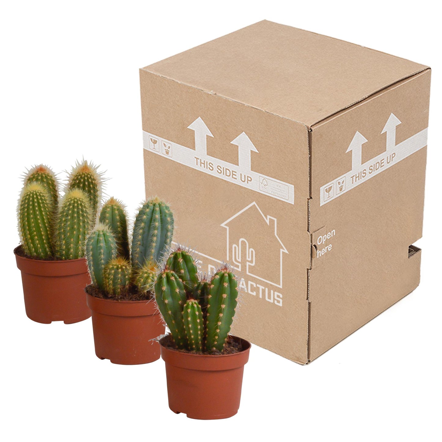 Kakteen-Mix Set mit 3 verschiedenen Säulenkakteen im 10,5cm