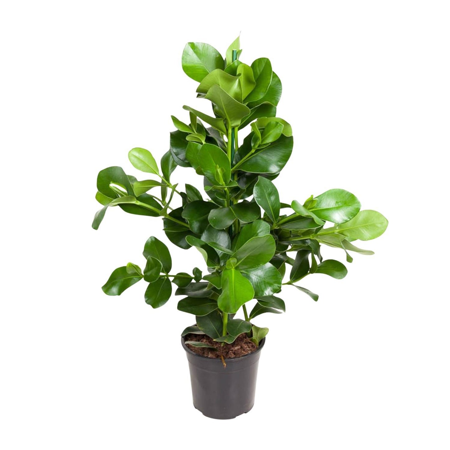 Clusia Rosea - 100 cm - Ø24 cm