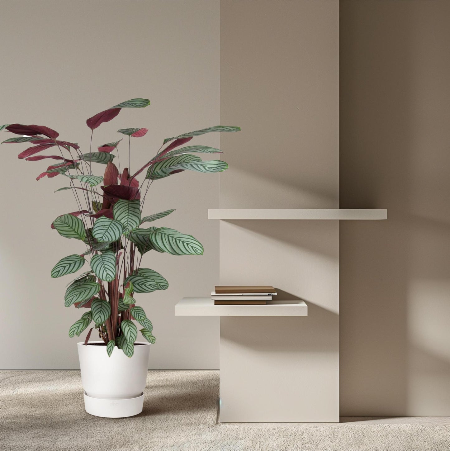 Calathea Oppenheimiana - 140 cm - Ø27 cm