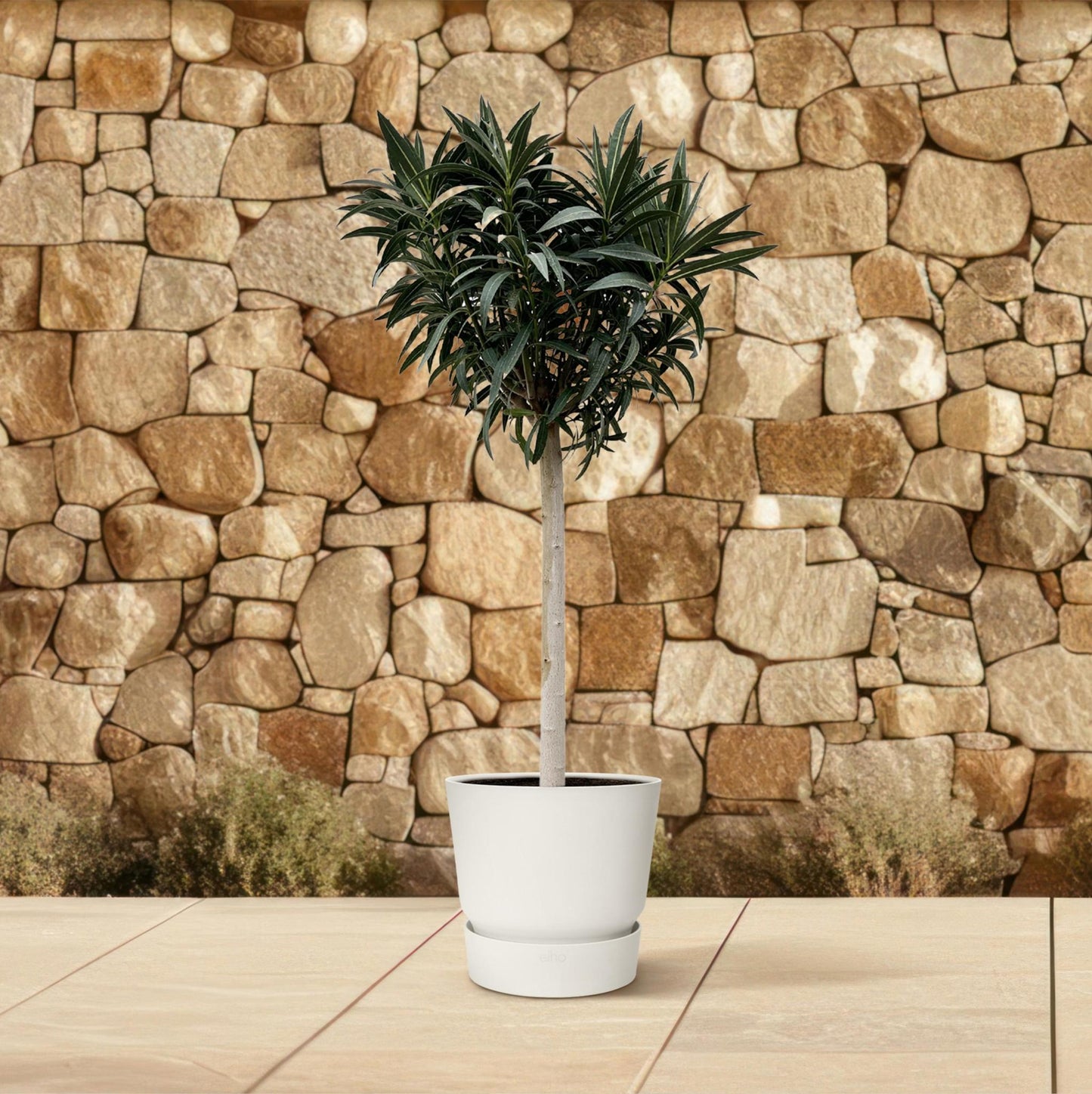 Nerium Oleander auf Stiel mit roter Blüte - 200cm- Ø35