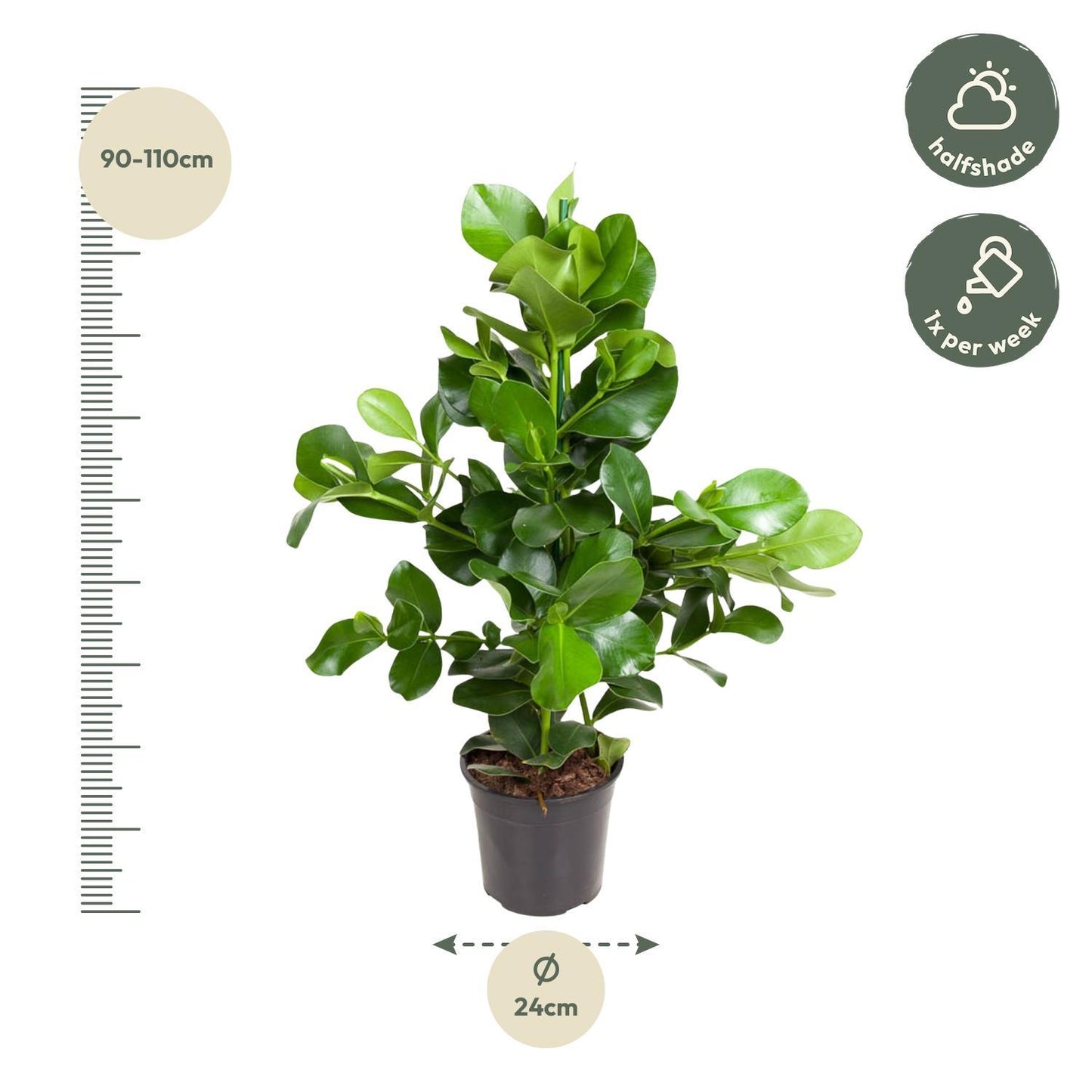 Clusia Rosea - 100 cm - Ø24 cm