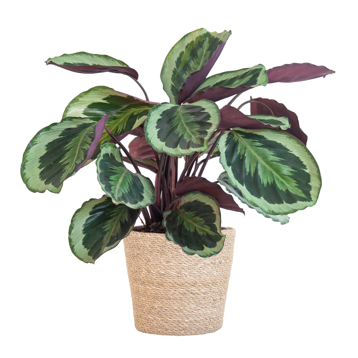 Calathea Medaillon mit Sofia Korb natur - 65cm - Ø21