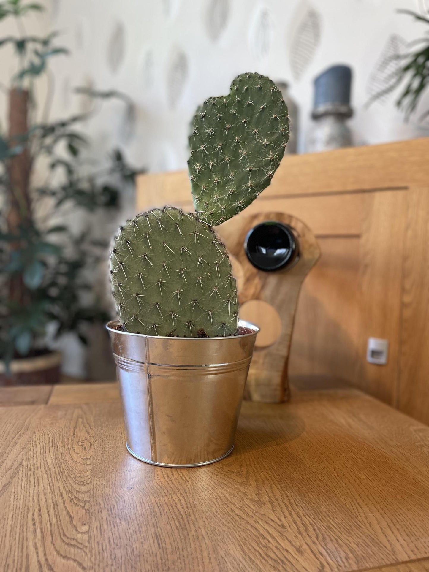 Kaktus - Opuntia Kaktusfeigenkaktus - 17cmØ- 30-40cm hoch - Zink - Ø18 cm