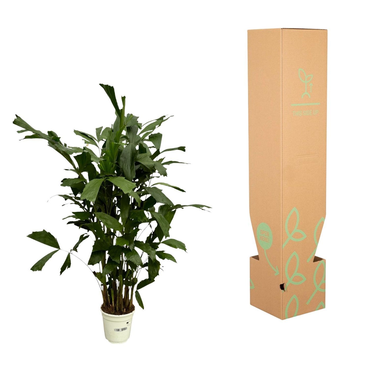 Caryota Mitis - 120 cm - Ø19 cm