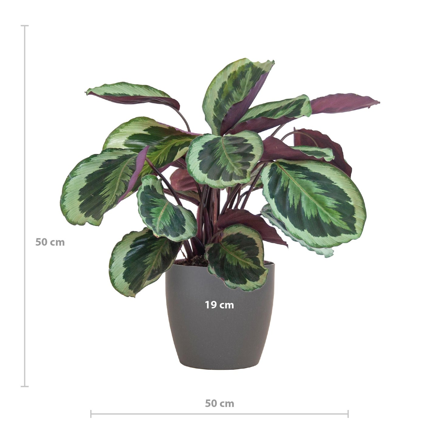 Calathea Medaillon mit Topf Grau- 65cm - Ø21