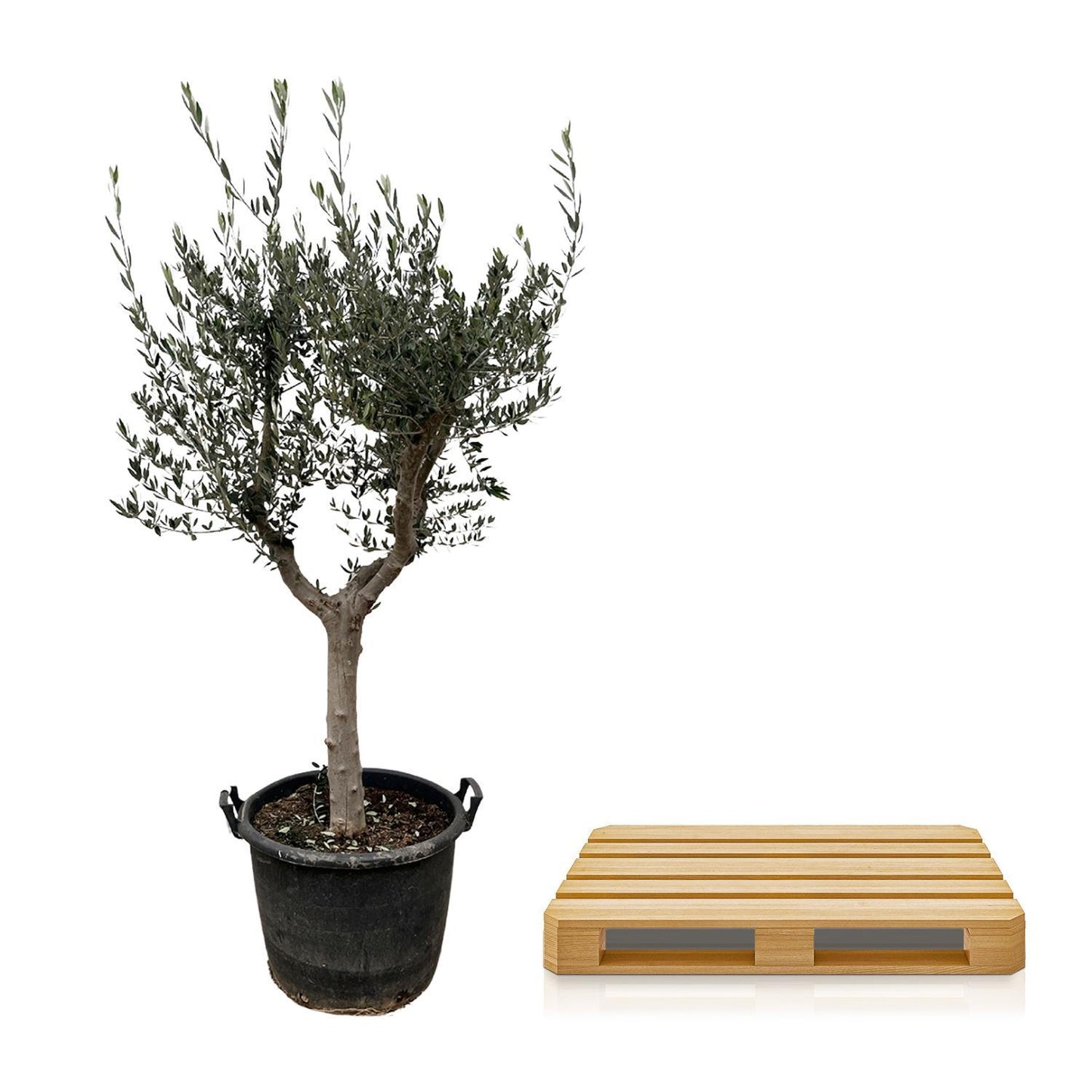 Olea Europaea Cultivo – 220cm 40 cm Majestätischer Olivenbaum für stilvolle Räume