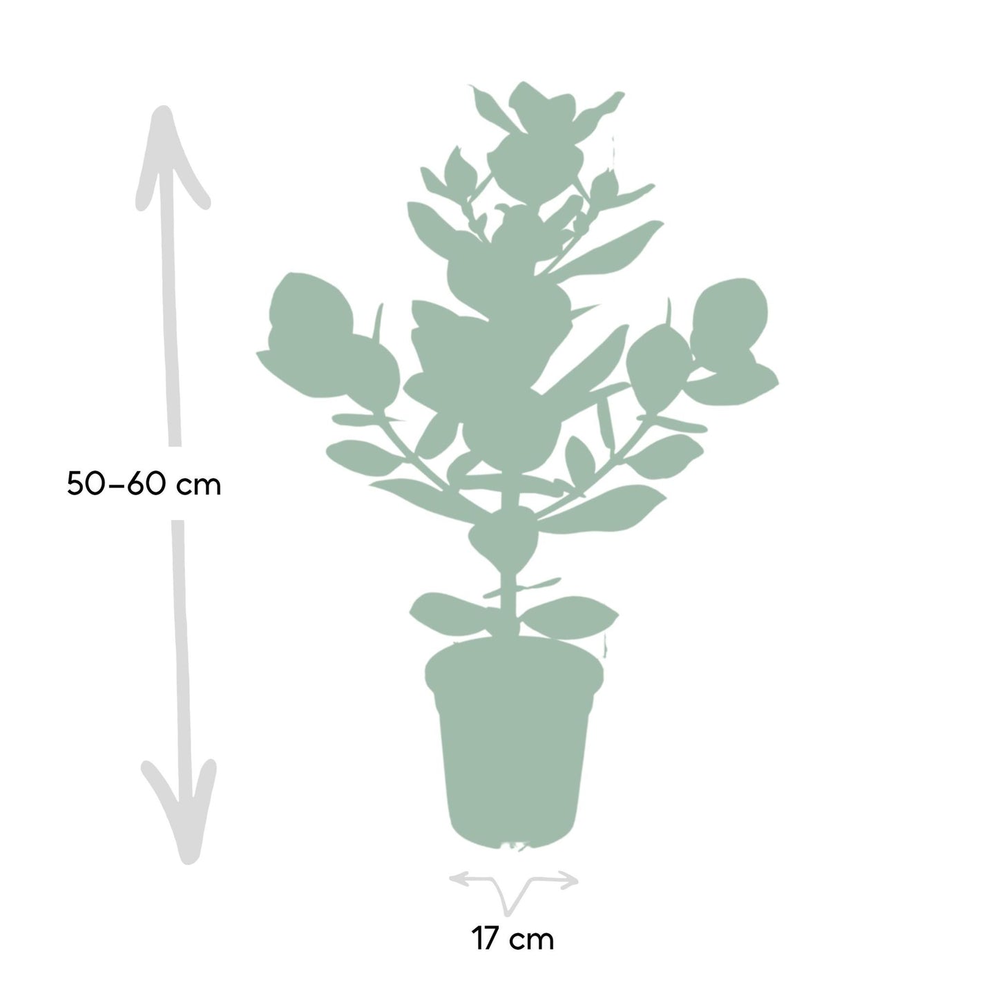 Clusia Rosea Princess - Ø17 cm - ↕60 cm