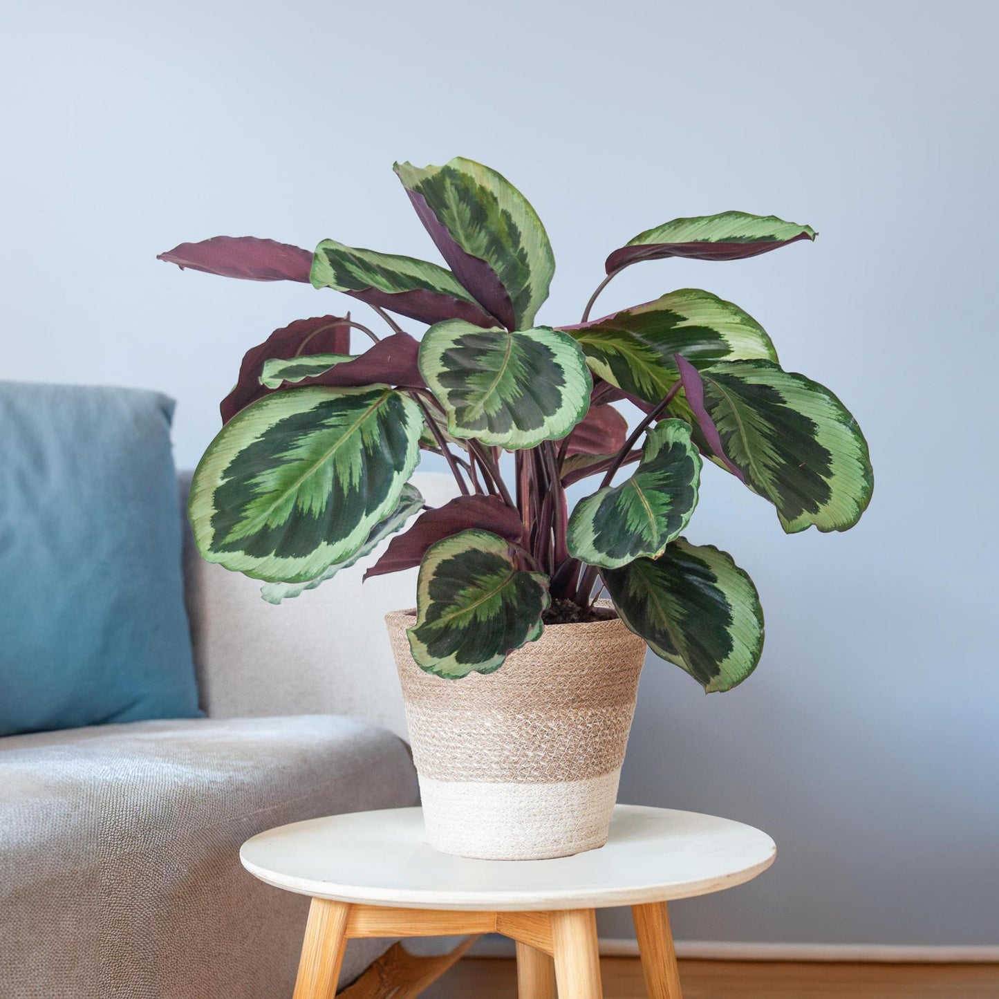 Calathea Medaillon mit weißem Korb - 65cm - Ø19