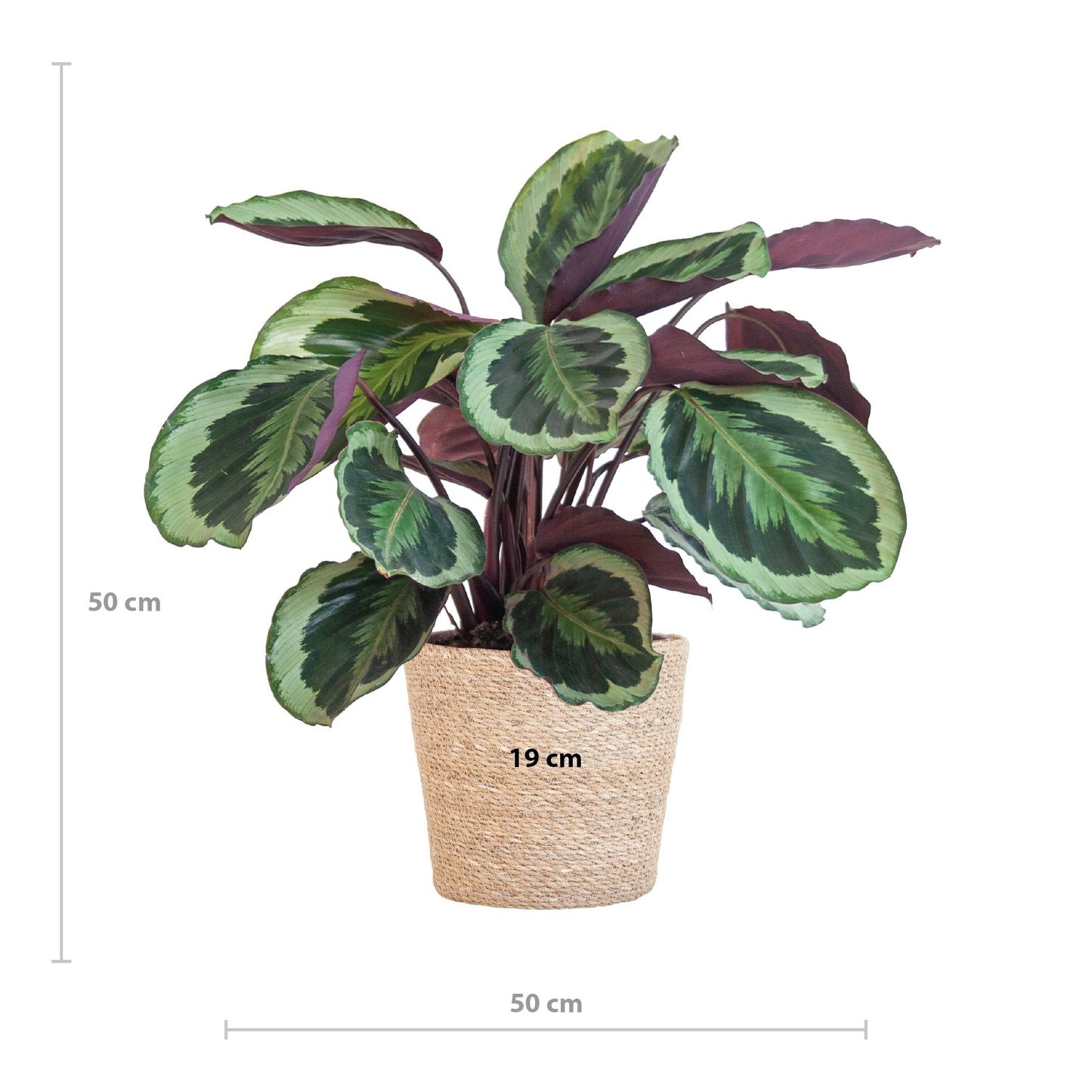 Calathea Medaillon mit Sofia Korb natur - 65cm - Ø21