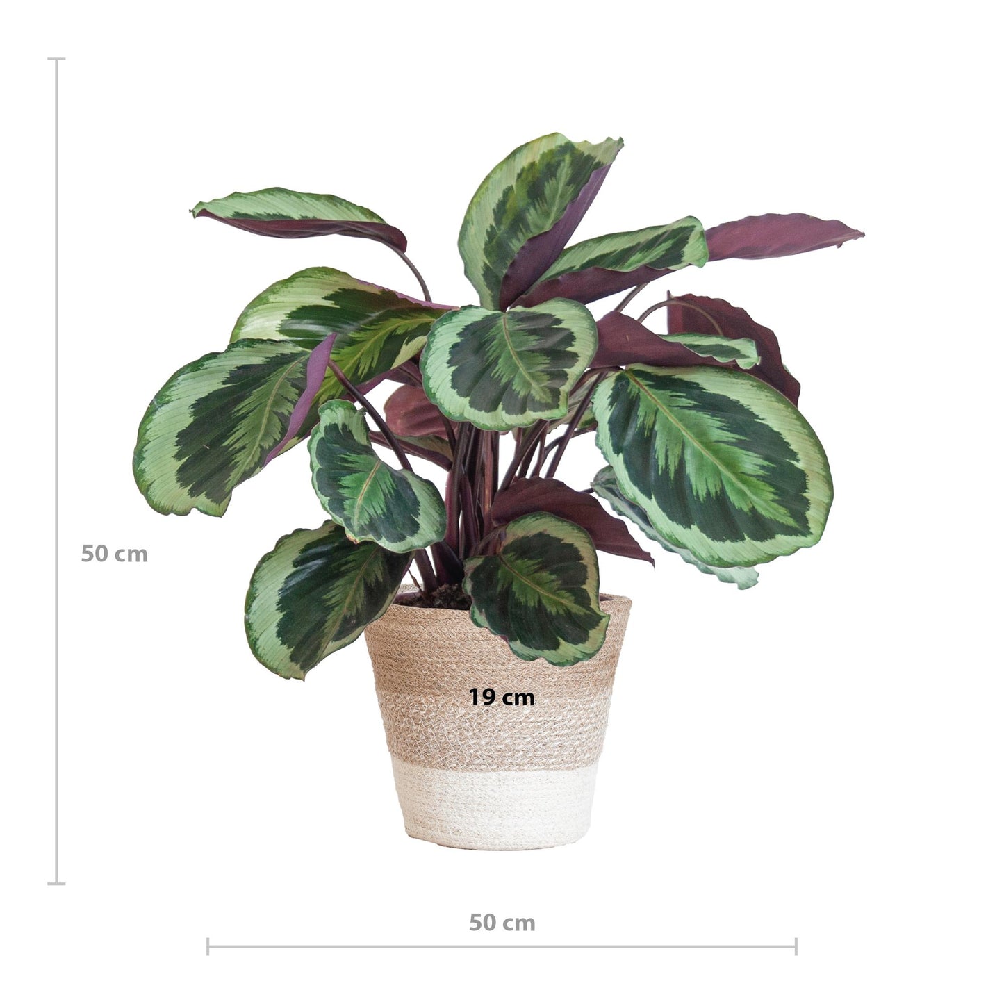 Calathea Medaillon mit weißem Korb - 65cm - Ø19