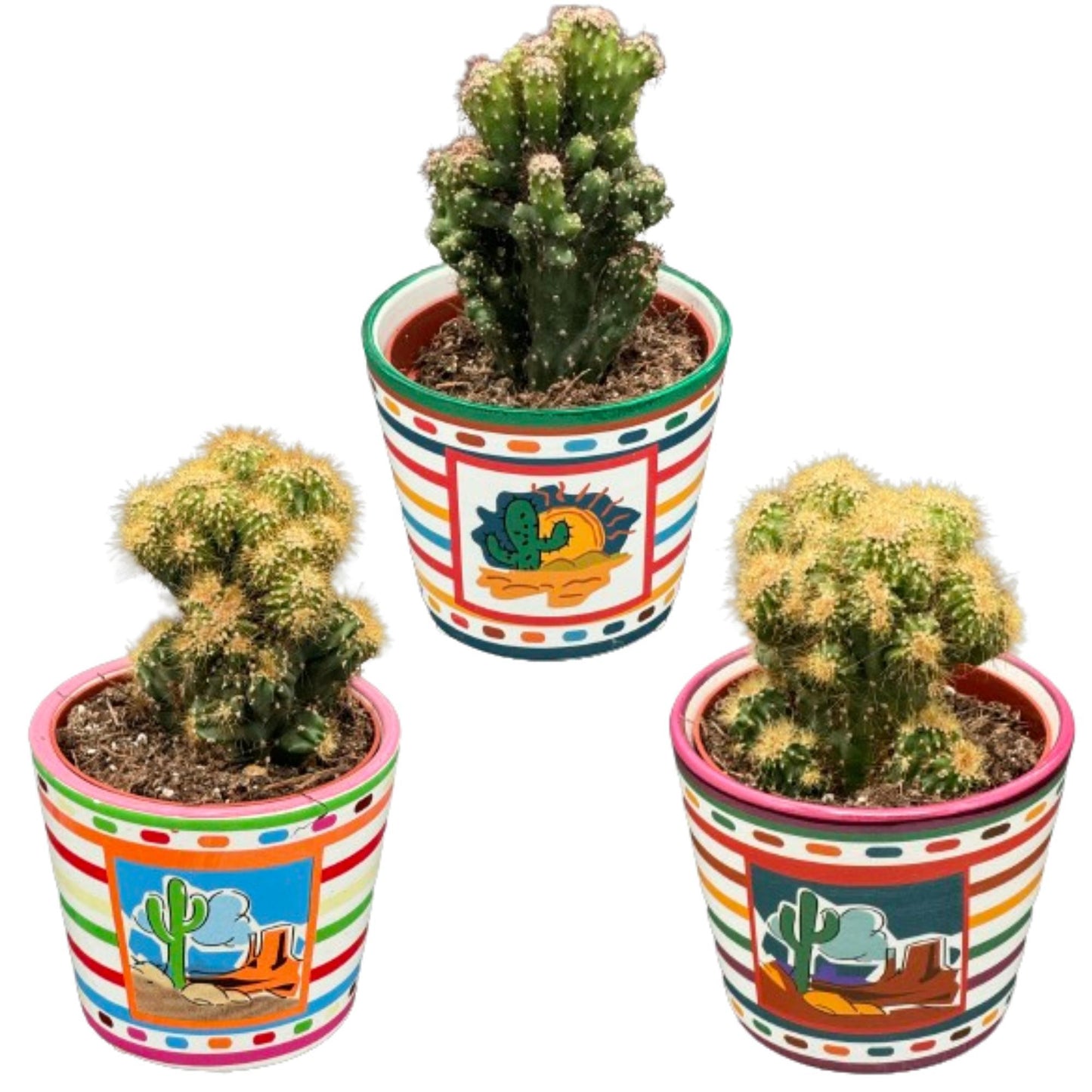Kaktus- Felsen mix- 8.5cmØ- 13-17cm- 3 stück - Mexico