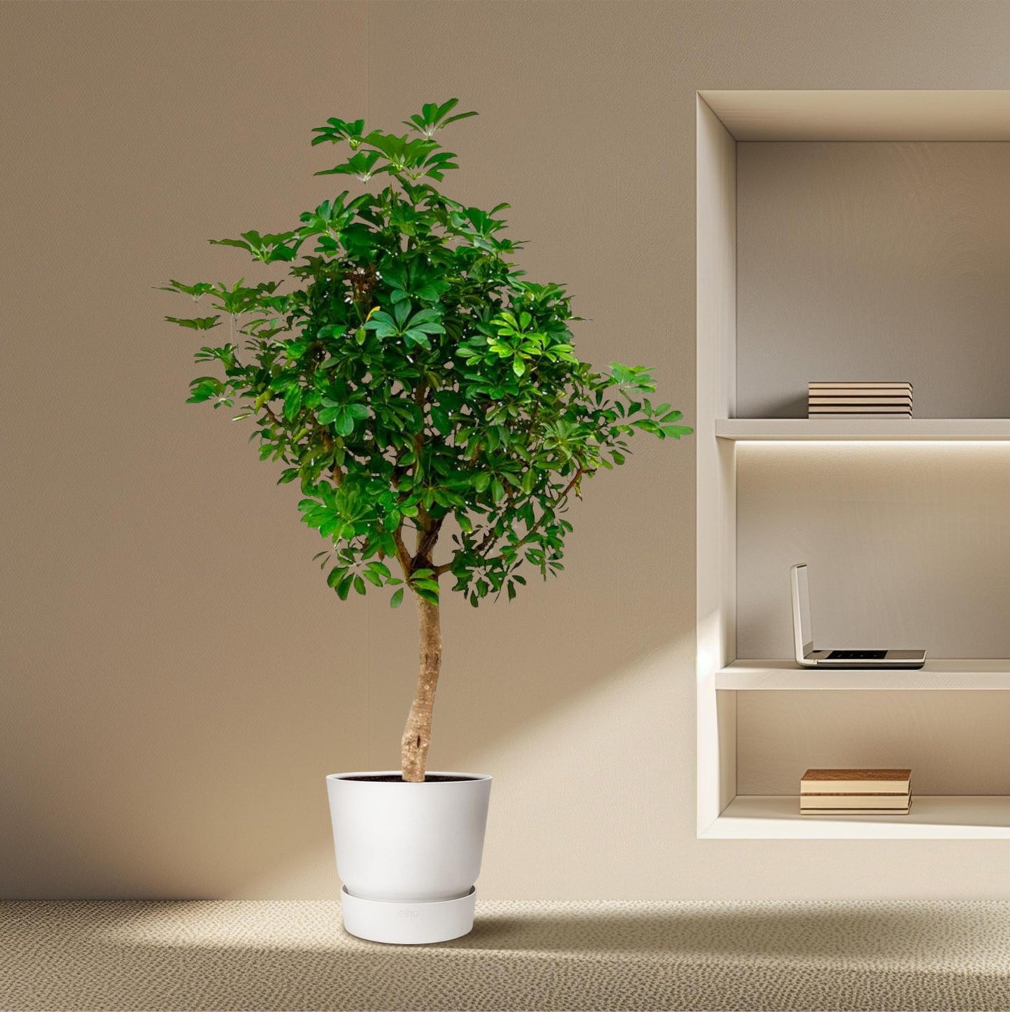 Schefflera auf Stamm- 225cm - ø45