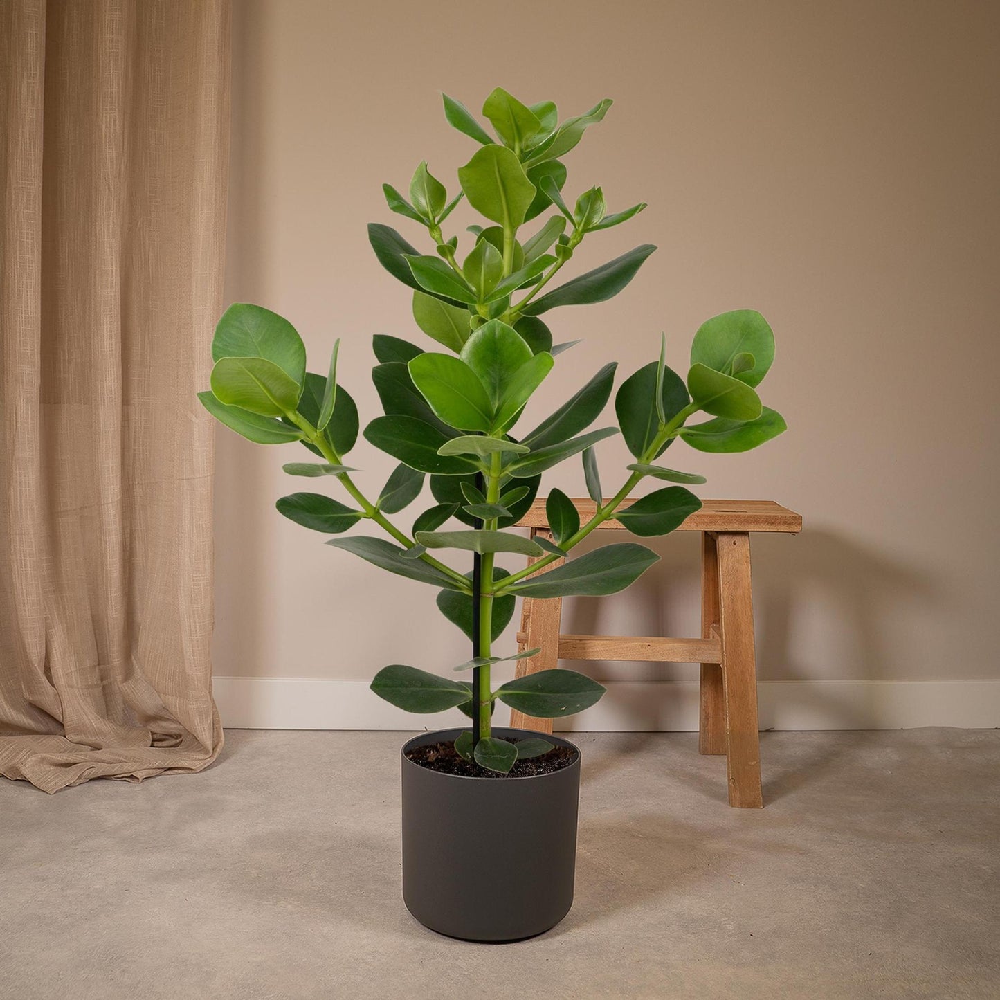 Clusia Rosea Princess - Ø17 cm - ↕60 cm