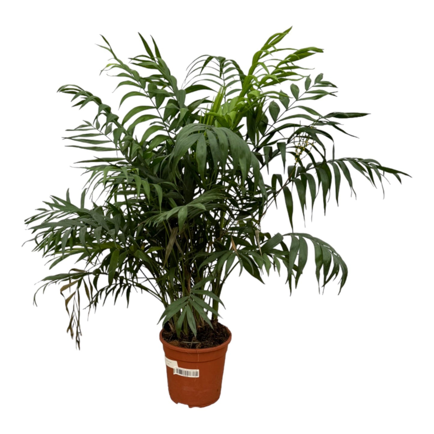 Chamaedorea Elegans - 100 cm - Ø21cm | Elegante Zimmerpalme für Charmantes Ambiente