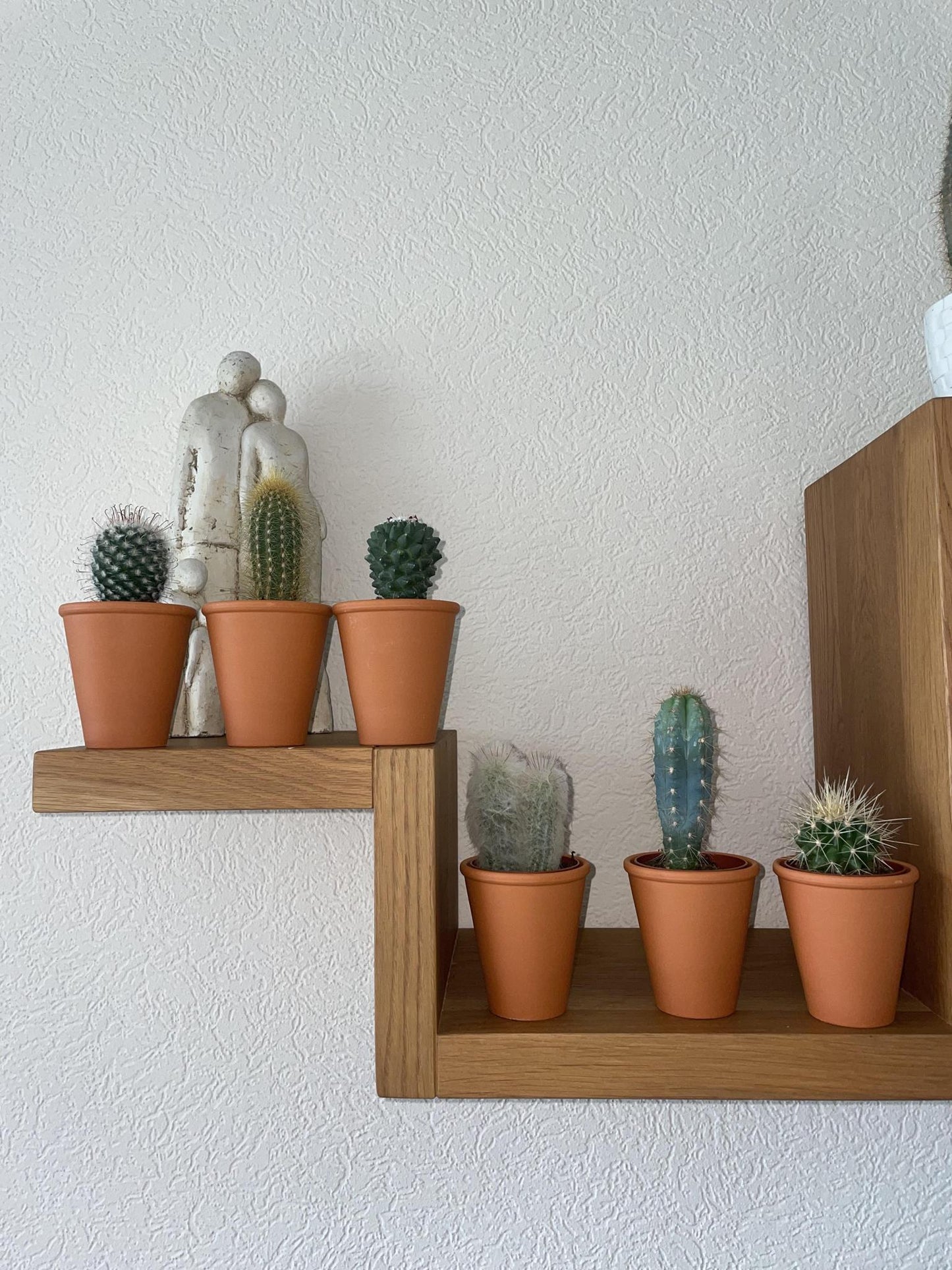Kaktus Mix - 6.5cmØ - 8-15cm Groß- (6 Stück) - Terracotta - Ø7.5 cm