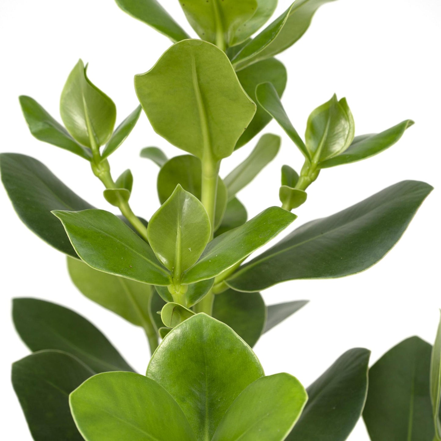 Clusia Rosea Princess - Ø17 cm - ↕60 cm