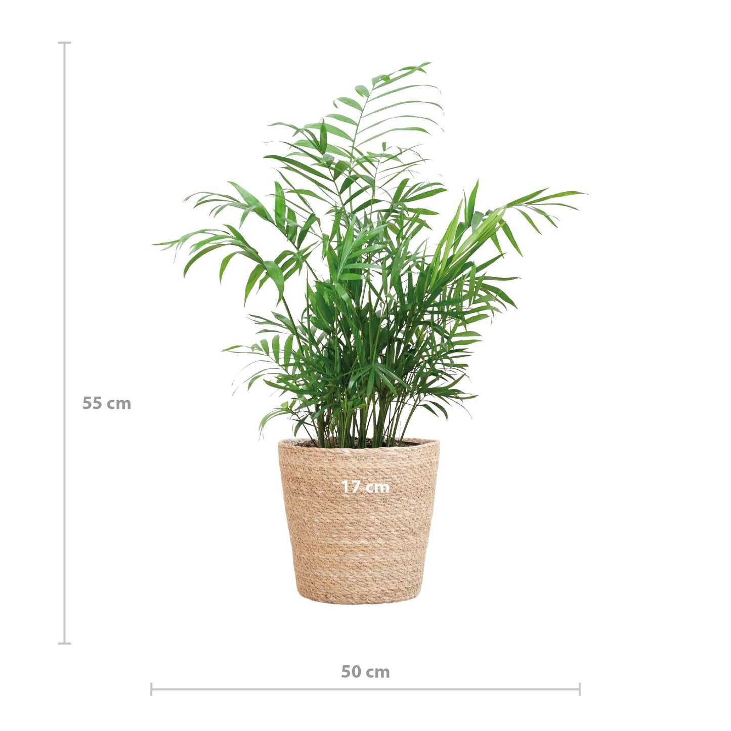 Chamadorea Elegans mit Sofia-Korb natur - 55cm - Ø17