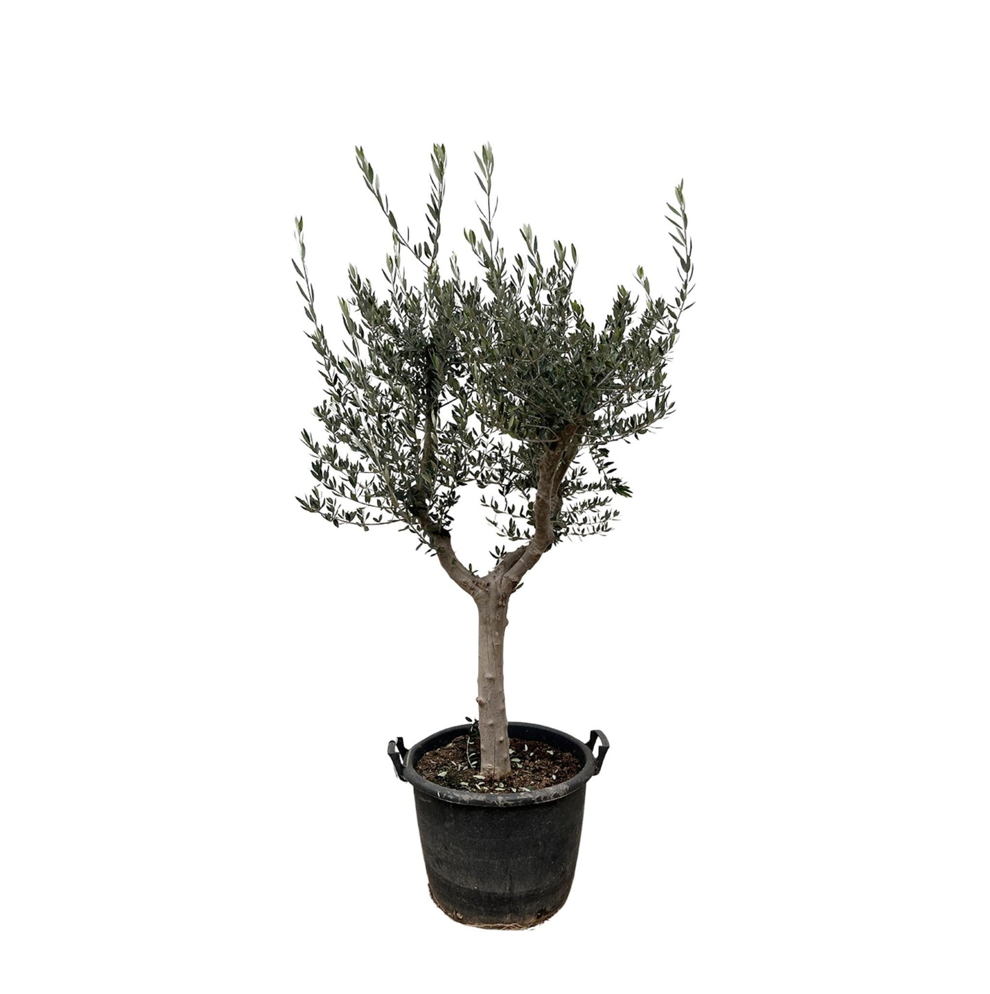 Olea Europaea Cultivo – 220cm 40 cm Majestätischer Olivenbaum für stilvolle Räume