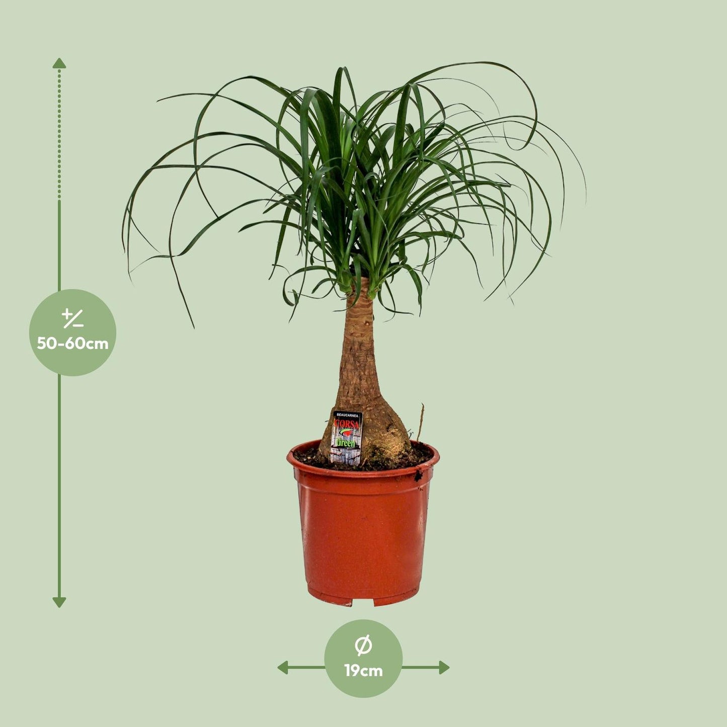 Beaucarnea Nolina - 55cm - 19cm - Eleganter Elefantenfuß für Ihr Zuhause