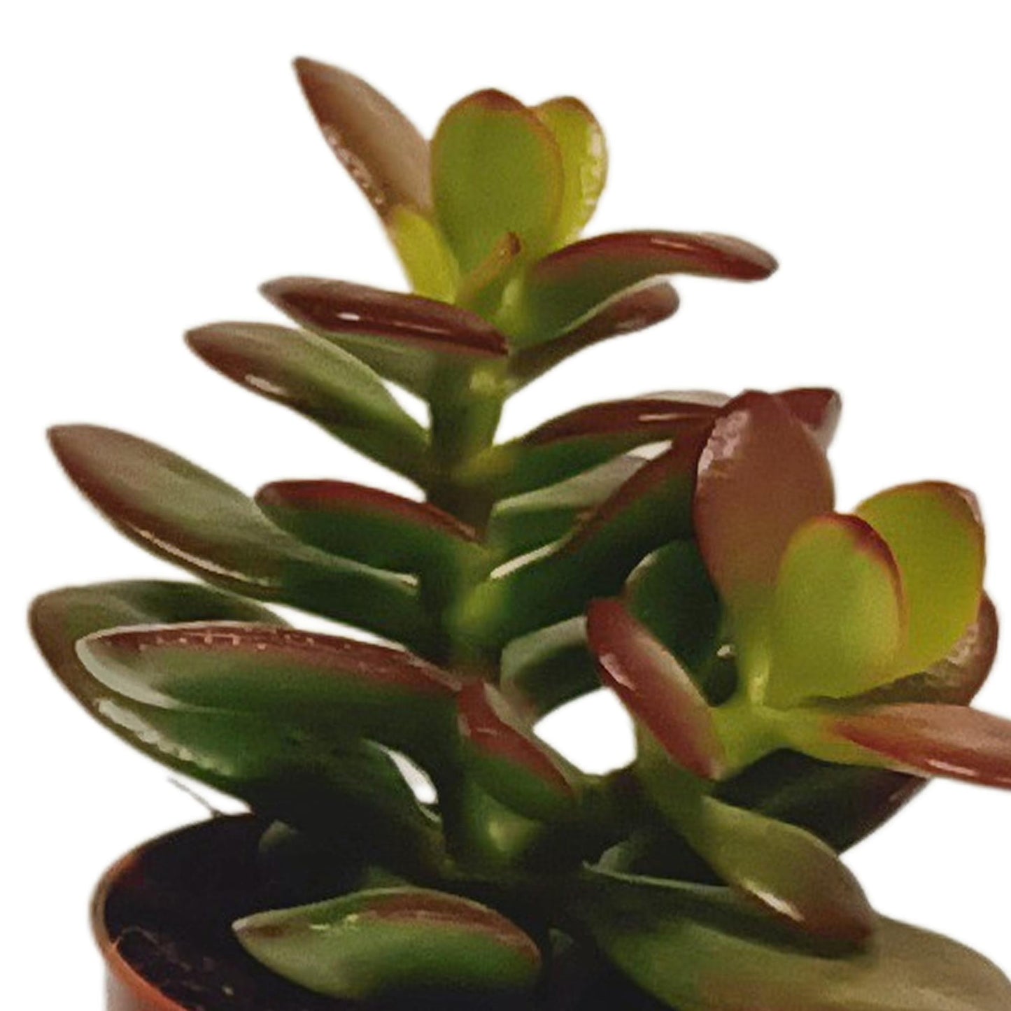 Sukkulenten-Mischung 5,5 cm - 10x - ohne Topf