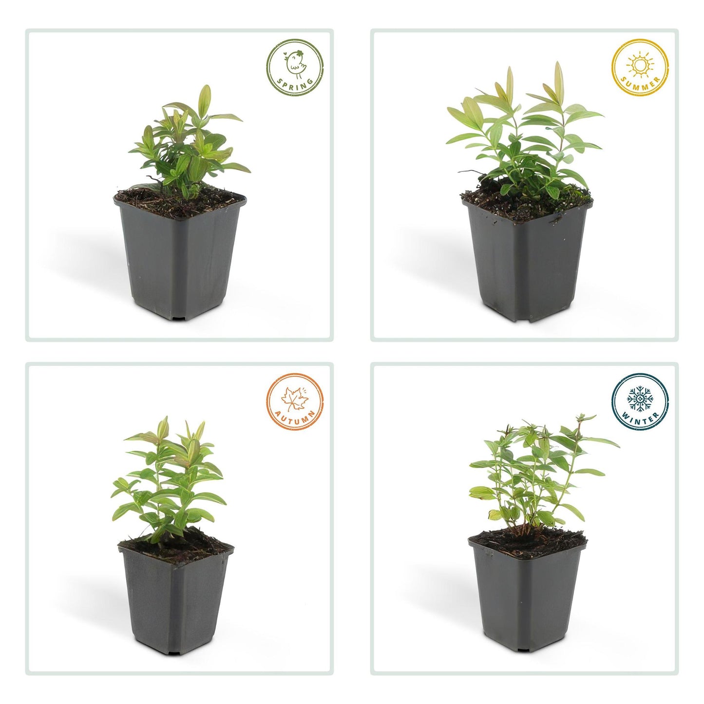Großblütiges Johanniskraut | 12 Pflanzen Set | Hypericum calycinum | Winterharter Bodendecker