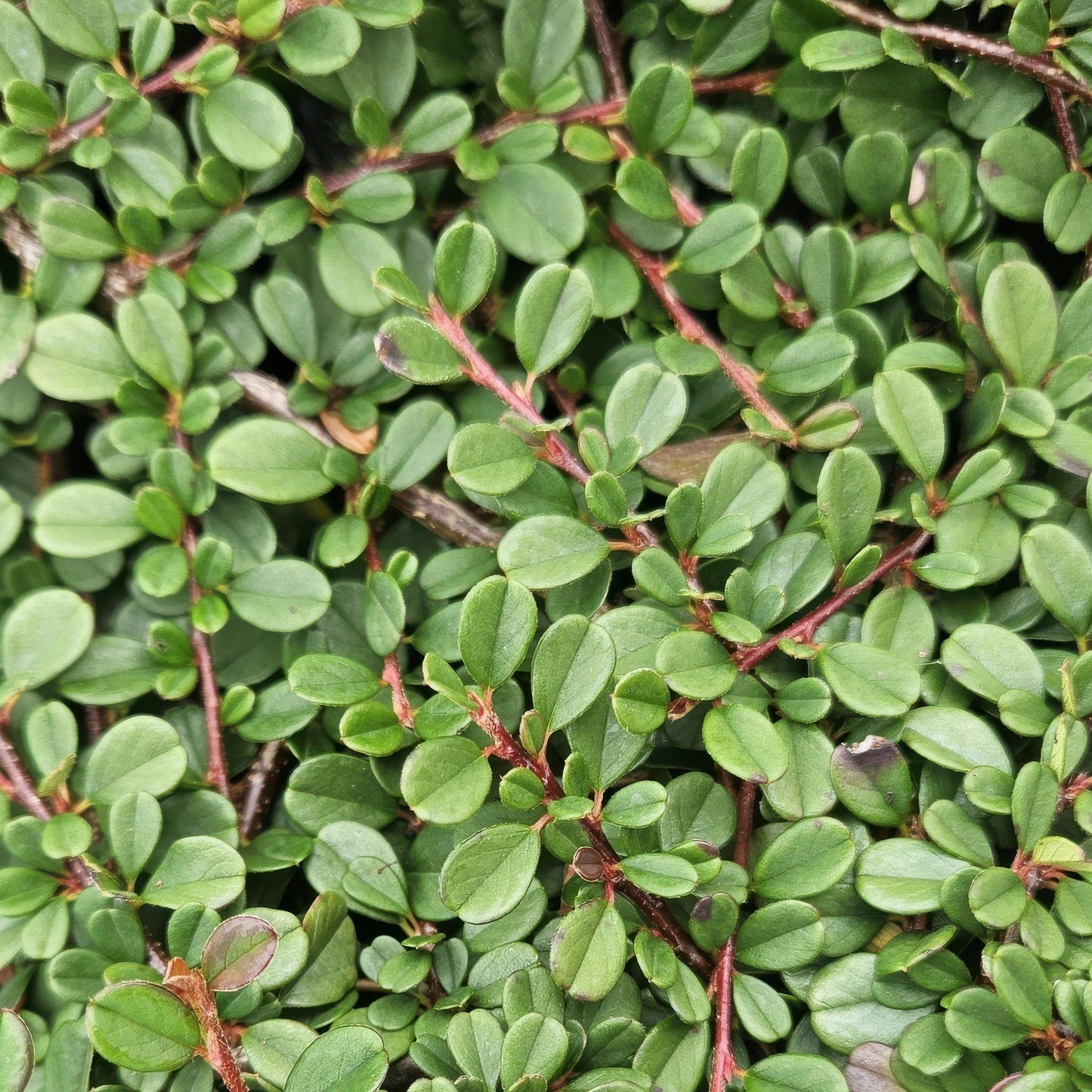Cotoneaster pr. 'Streib's Findling' - ↕25cm - Ø9cm - 20x