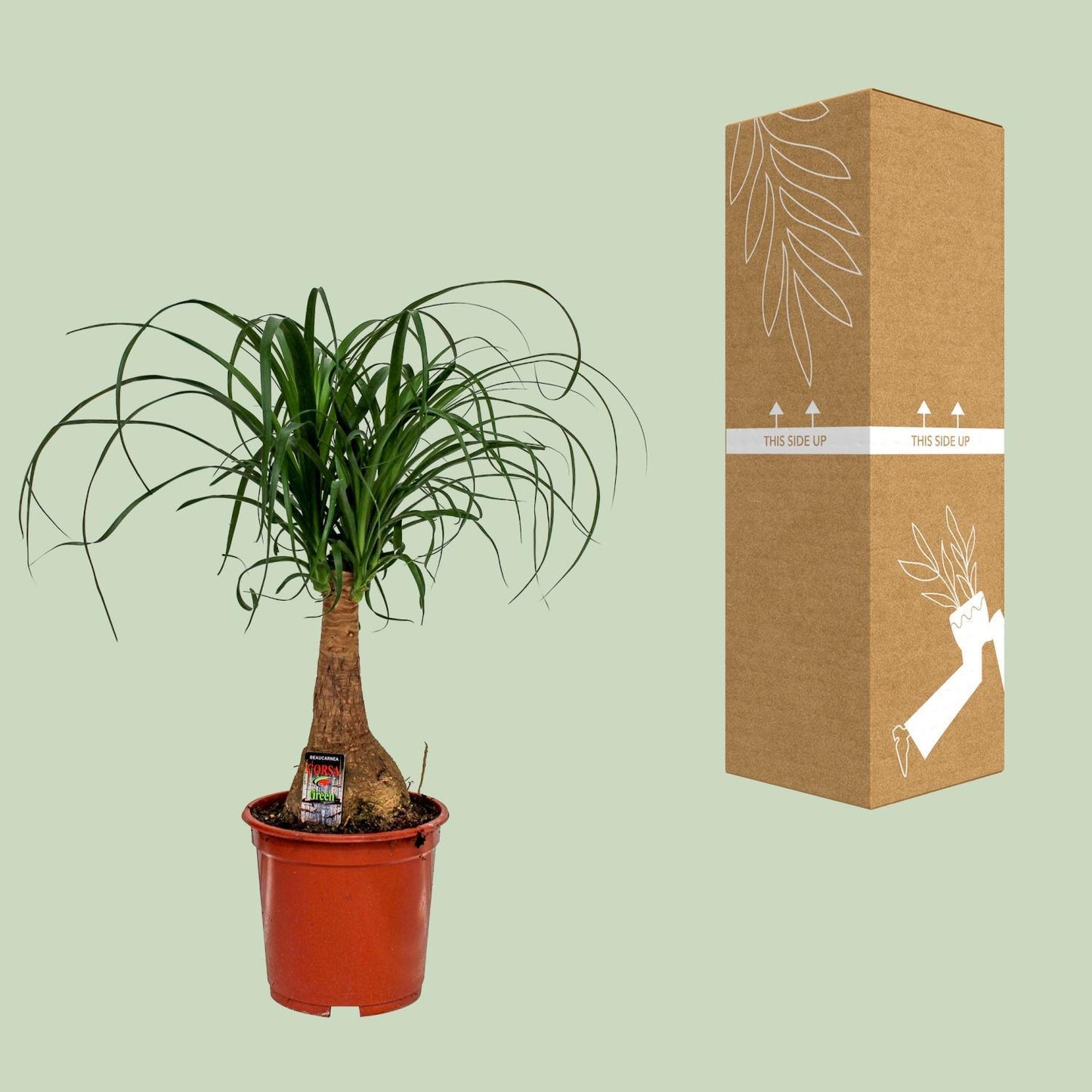 Beaucarnea Nolina - 55cm - 19cm - Eleganter Elefantenfuß für Ihr Zuhause