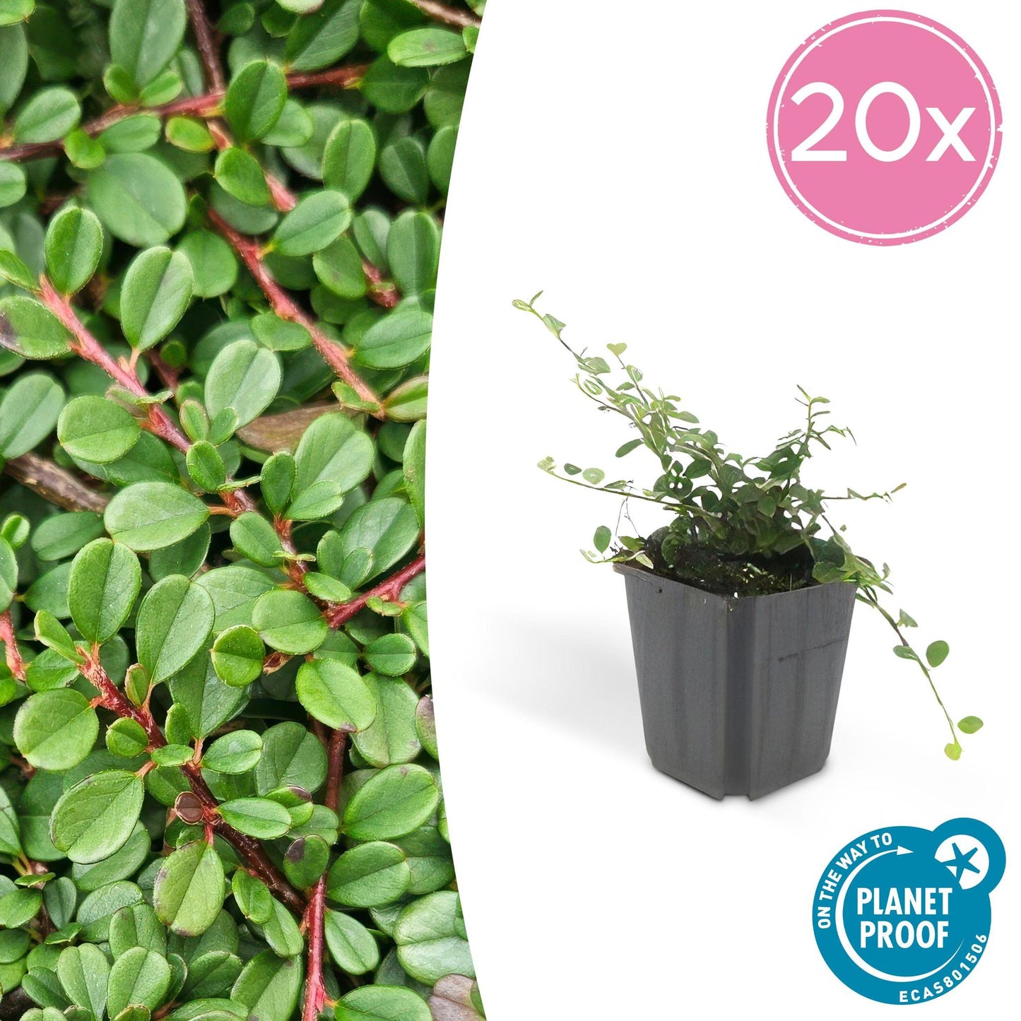Cotoneaster pr. 'Streib's Findling' - ↕25cm - Ø9cm - 20x