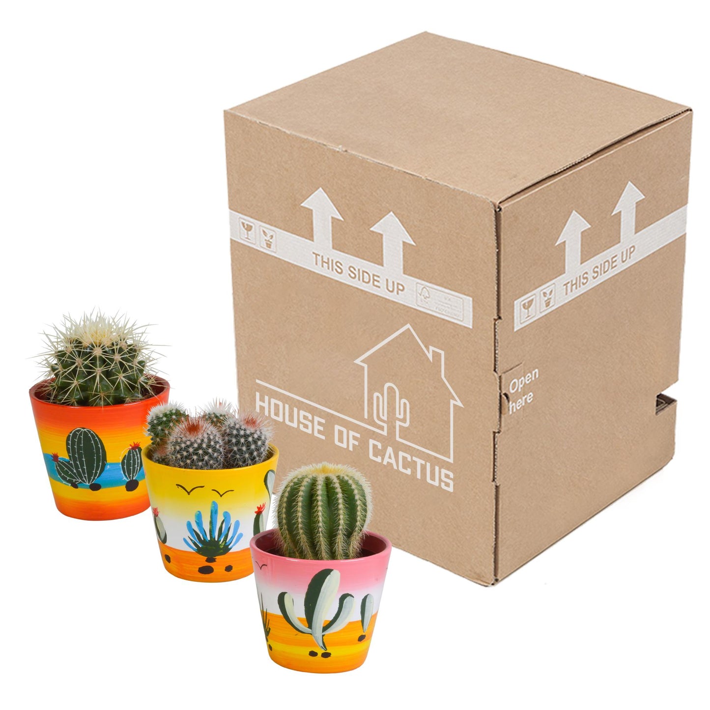 Kugelkakteen - Mischung - 8,5 cm - im Mexikanischen Topf - 3er Set