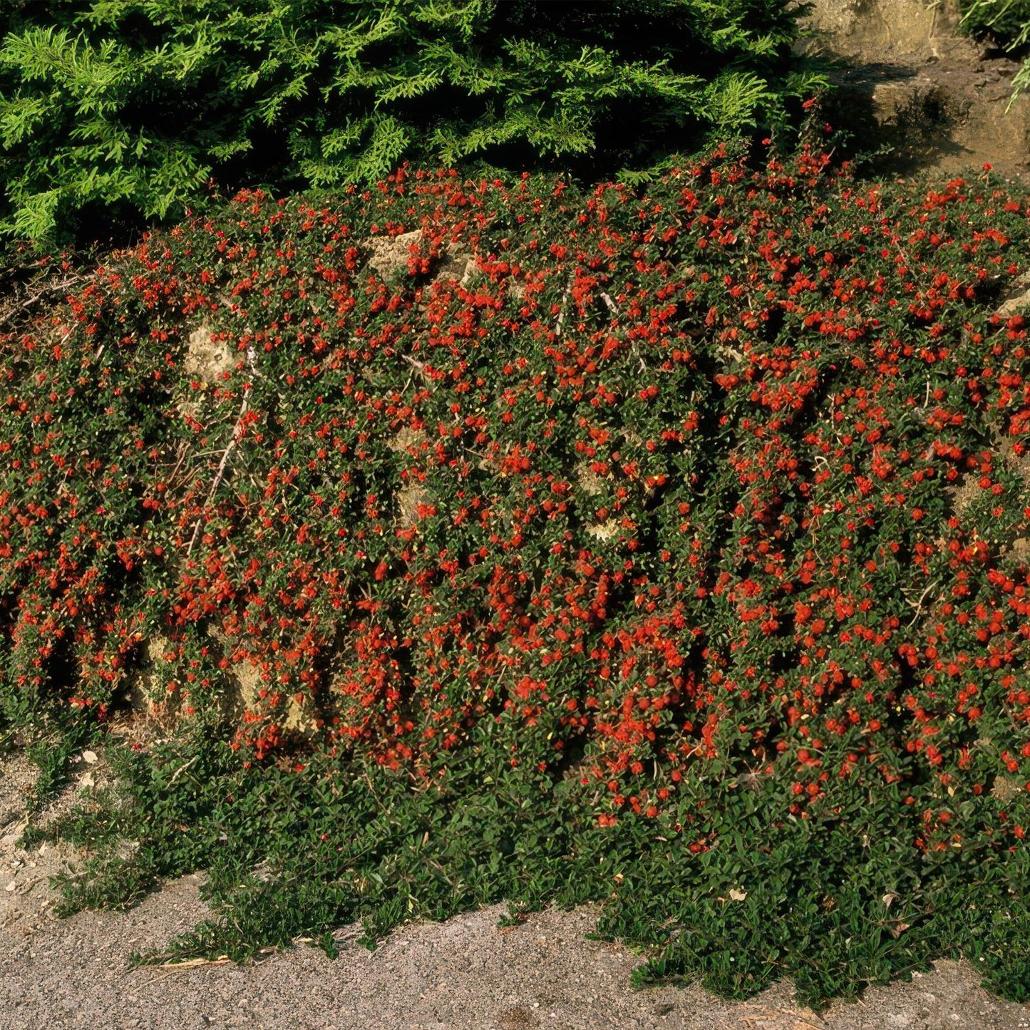 Cotoneaster pr. 'Streib's Findling' - ↕25cm - Ø9cm - 12x